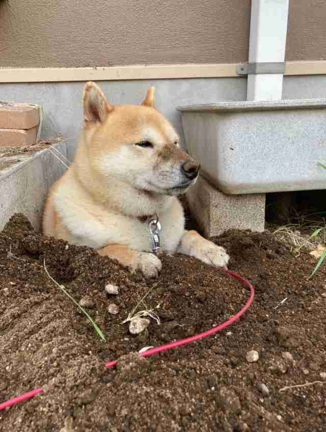 愛犬の犬種と可愛いエピソードを披露するトピ