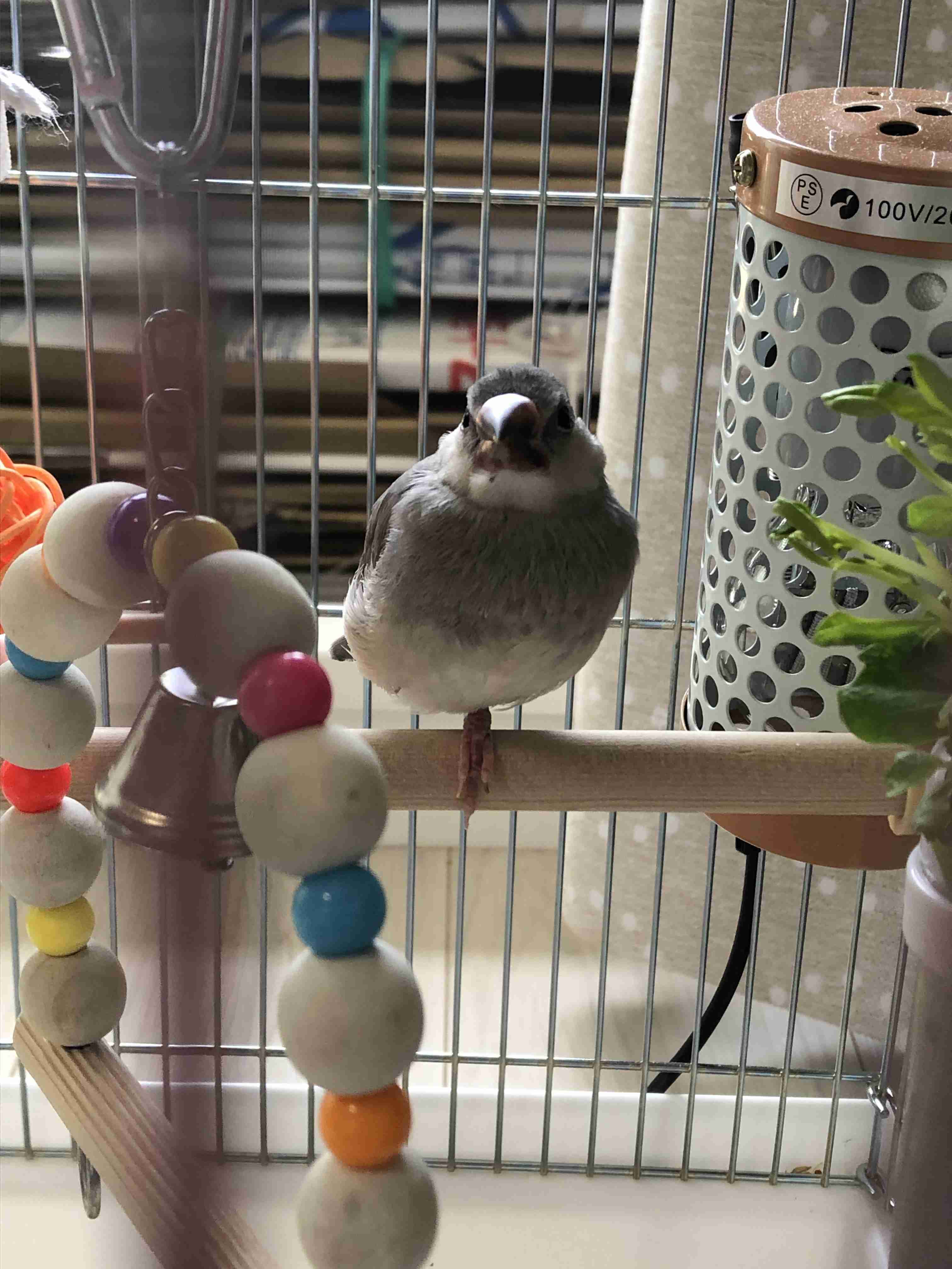 ペットを飼っていて予想外だったこと🐾