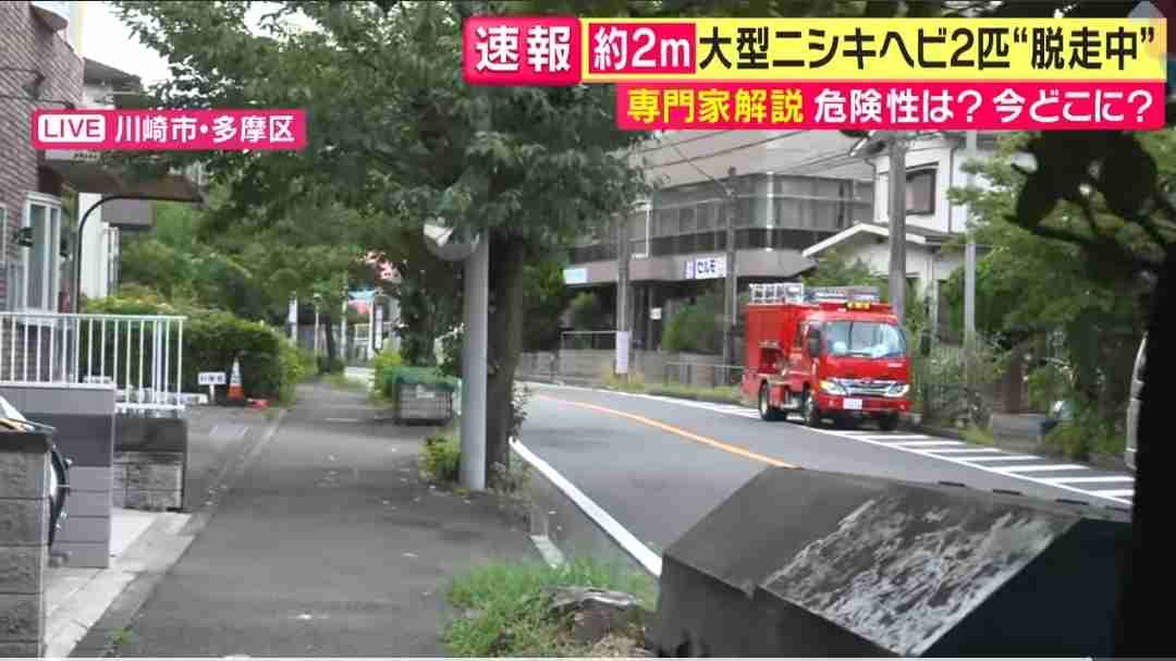 体長約2mのニシキヘビ2匹 マンションから逃げ出す 川崎 多摩区