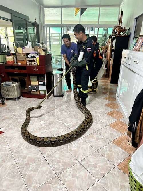 体長約2mのニシキヘビ2匹 マンションから逃げ出す 川崎 多摩区