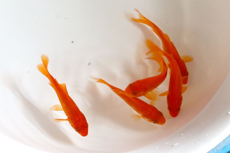 金魚すくいは「責任を持って」 取った金魚をトイレに放置…衰弱状態からの回復過程が反響