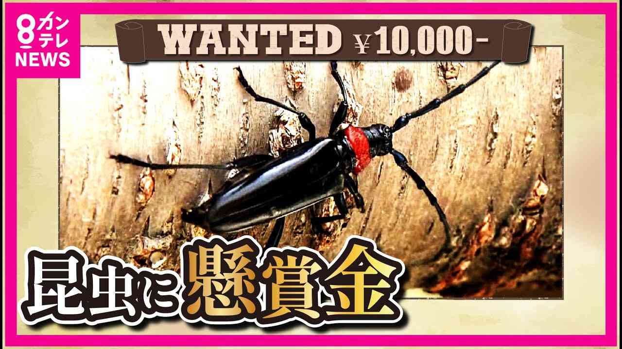 【画像注意】岡山県が注意喚起「見つけたら報告を」県内で初確認、サクラやモモを食い荒らす“外来生物”に「初めて知った」