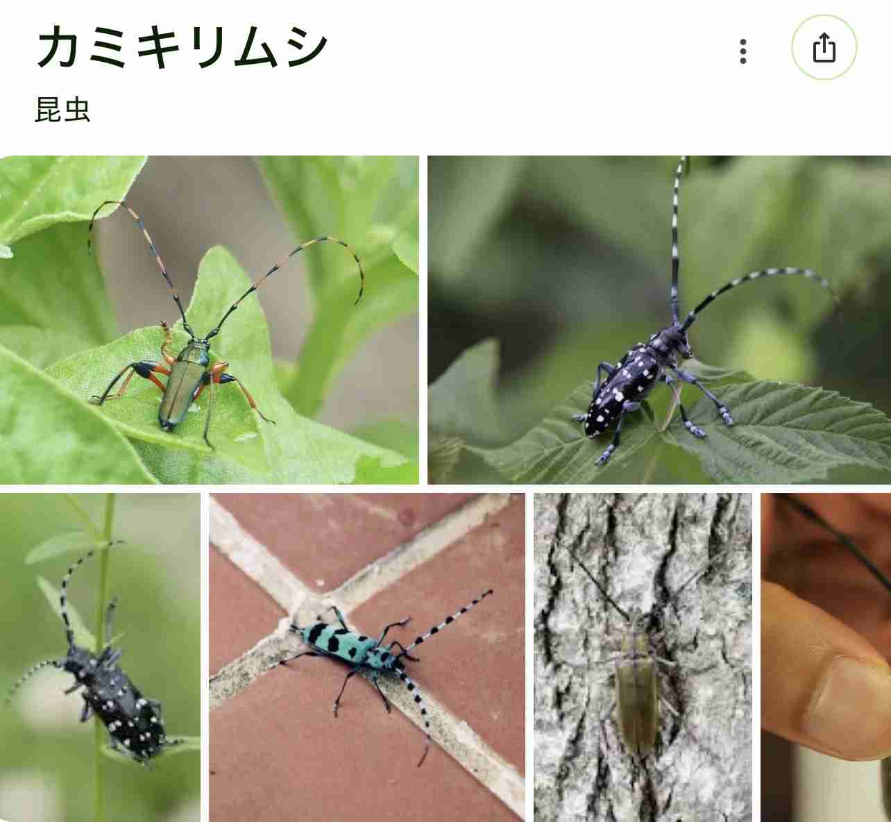 【画像注意】岡山県が注意喚起「見つけたら報告を」県内で初確認、サクラやモモを食い荒らす“外来生物”に「初めて知った」