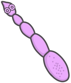 【感染症】一番恐ろしい寄生虫といえば、何だと思いますか!?