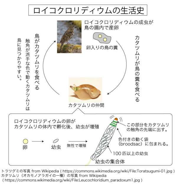 【感染症】一番恐ろしい寄生虫といえば、何だと思いますか!?