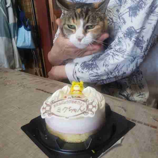 誕生日ケーキを手作りしたことある人