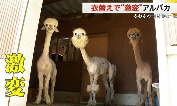 陰キャだけどファッション好き