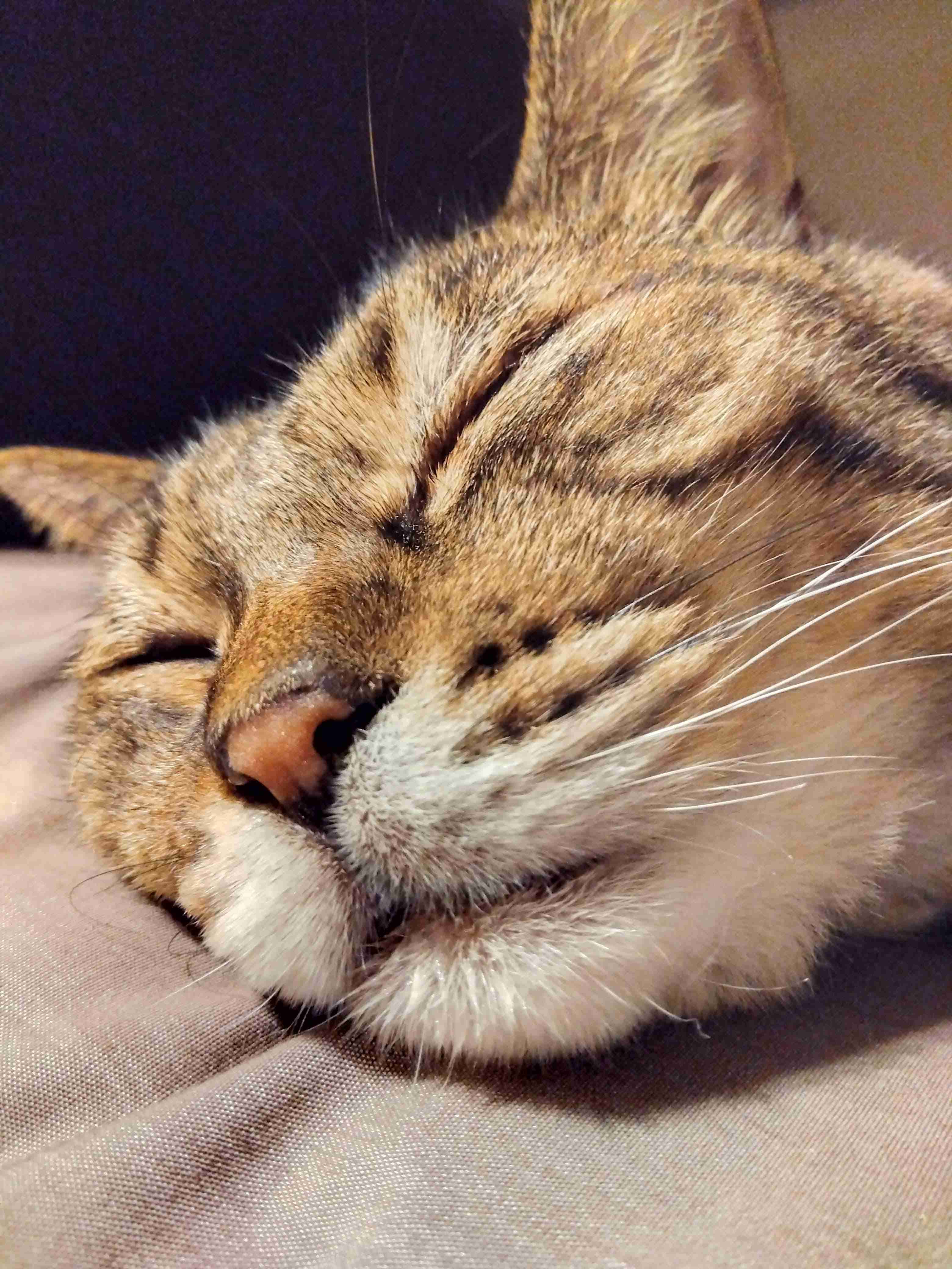 がるちゃん猫カフェ125号店開店しました♪(初めての方も大歓迎♪)