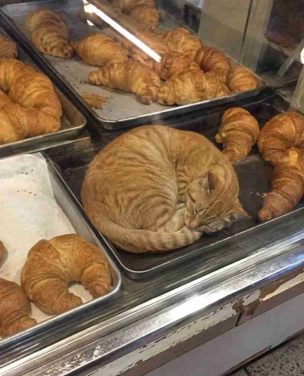 がるちゃん猫カフェ125号店開店しました♪(初めての方も大歓迎♪)