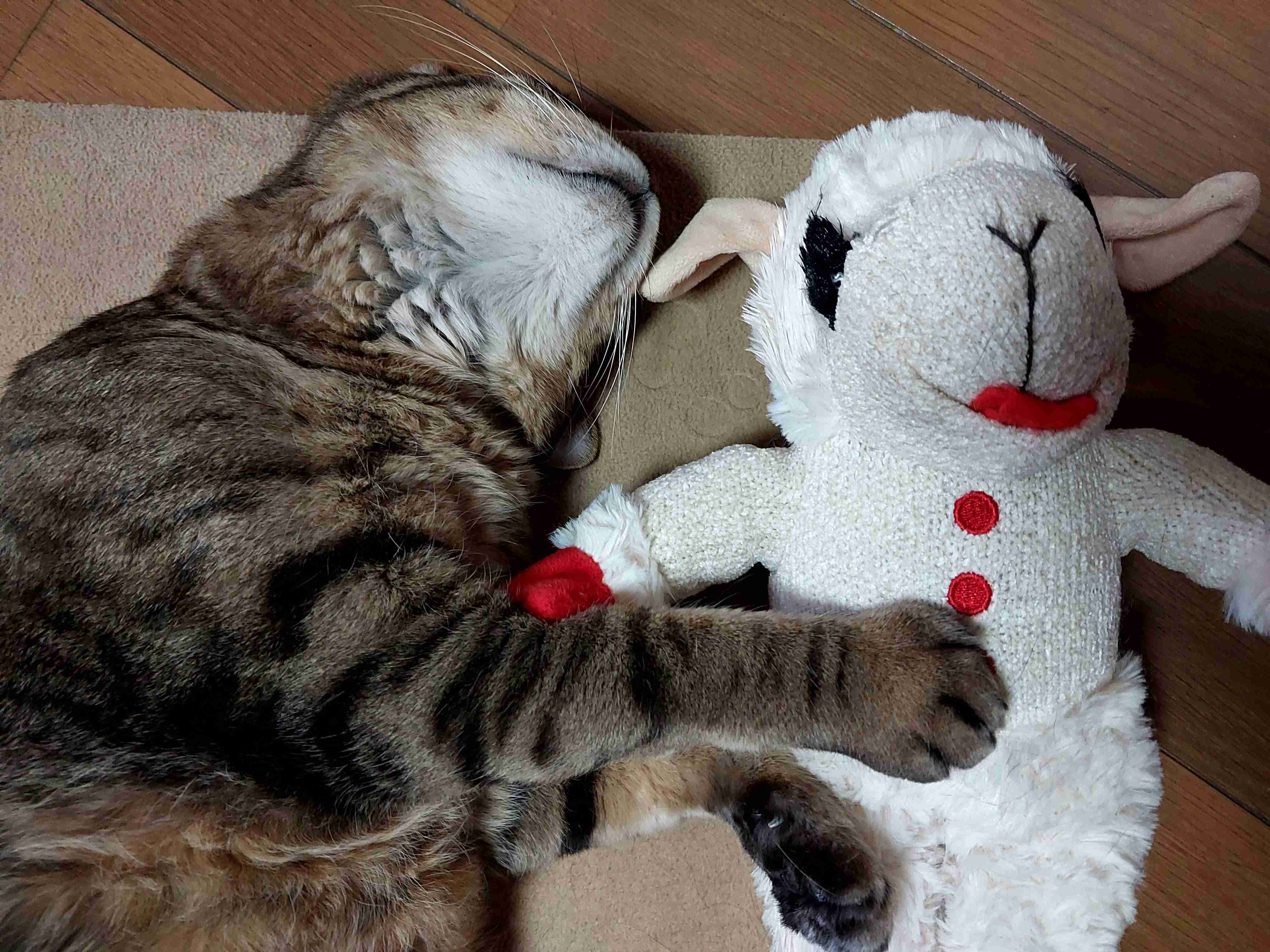 がるちゃん猫カフェ125号店開店しました♪(初めての方も大歓迎♪)