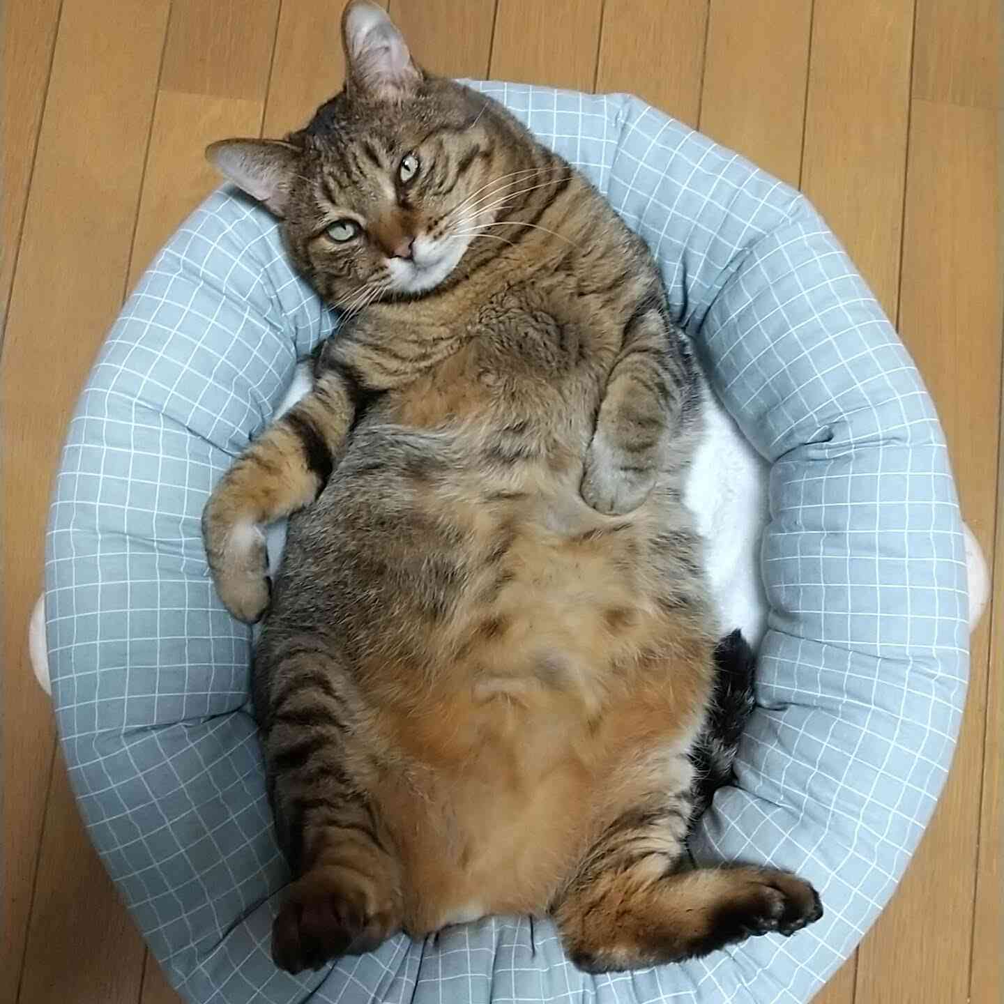 がるちゃん猫カフェ125号店開店しました♪(初めての方も大歓迎♪)
