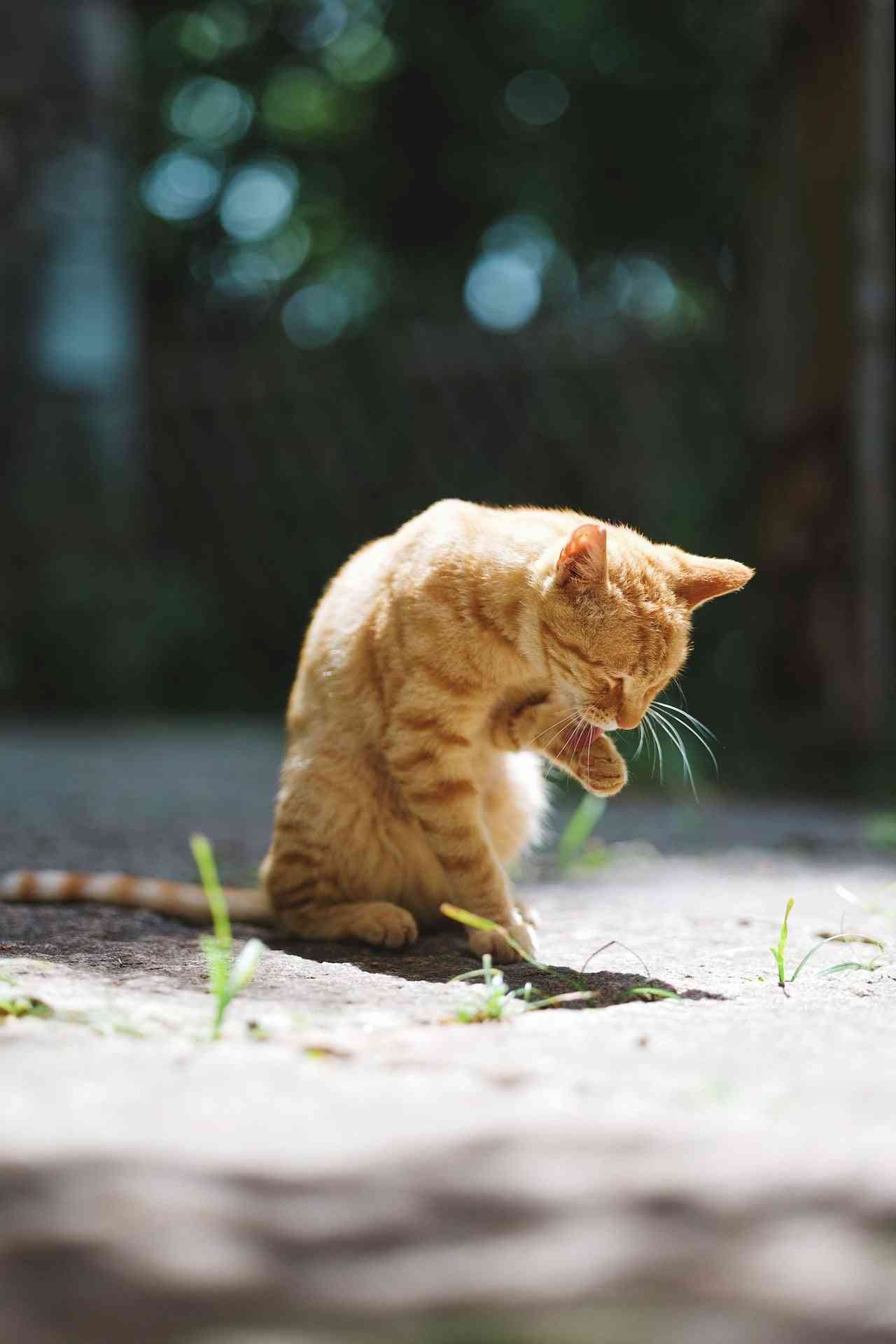 がるちゃん猫カフェ125号店開店しました♪(初めての方も大歓迎♪)