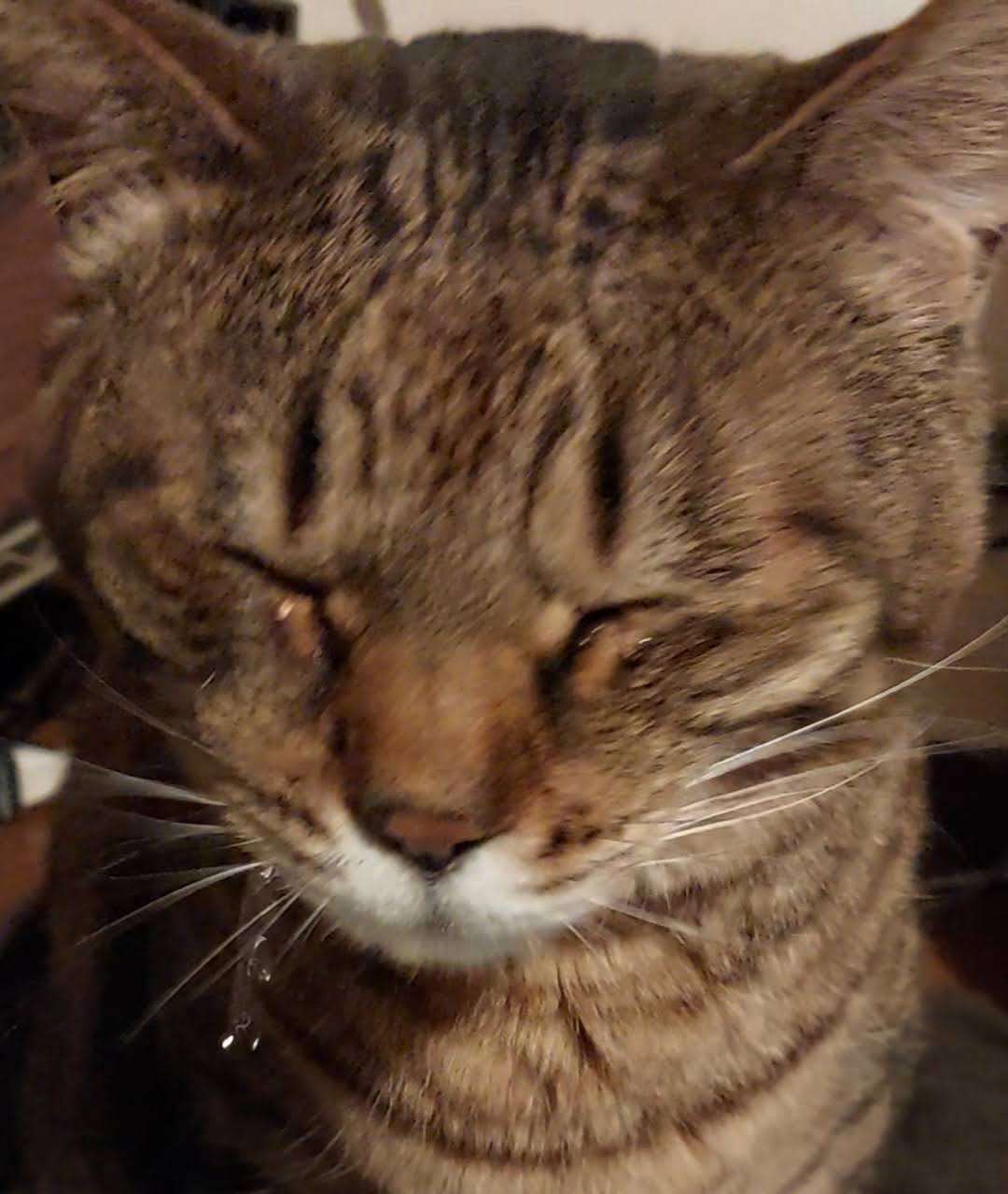 がるちゃん猫カフェ125号店開店しました♪(初めての方も大歓迎♪)