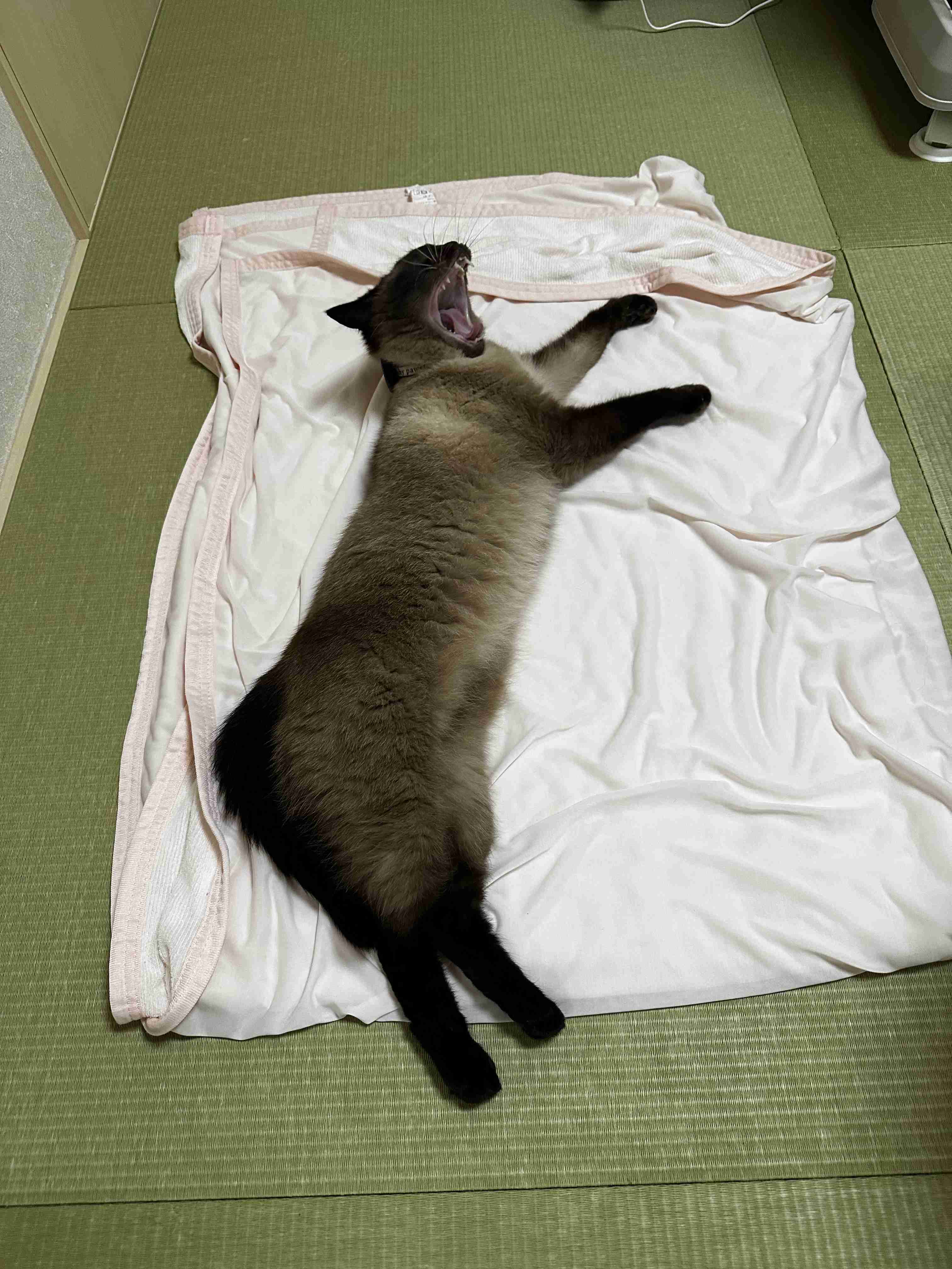 がるちゃん猫カフェ125号店開店しました♪(初めての方も大歓迎♪)