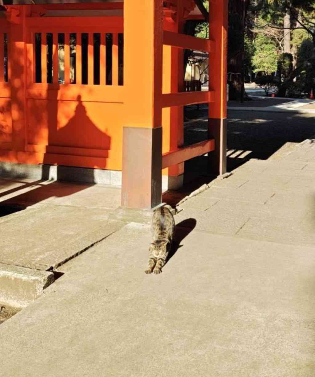 がるちゃん猫カフェ125号店開店しました♪(初めての方も大歓迎♪)