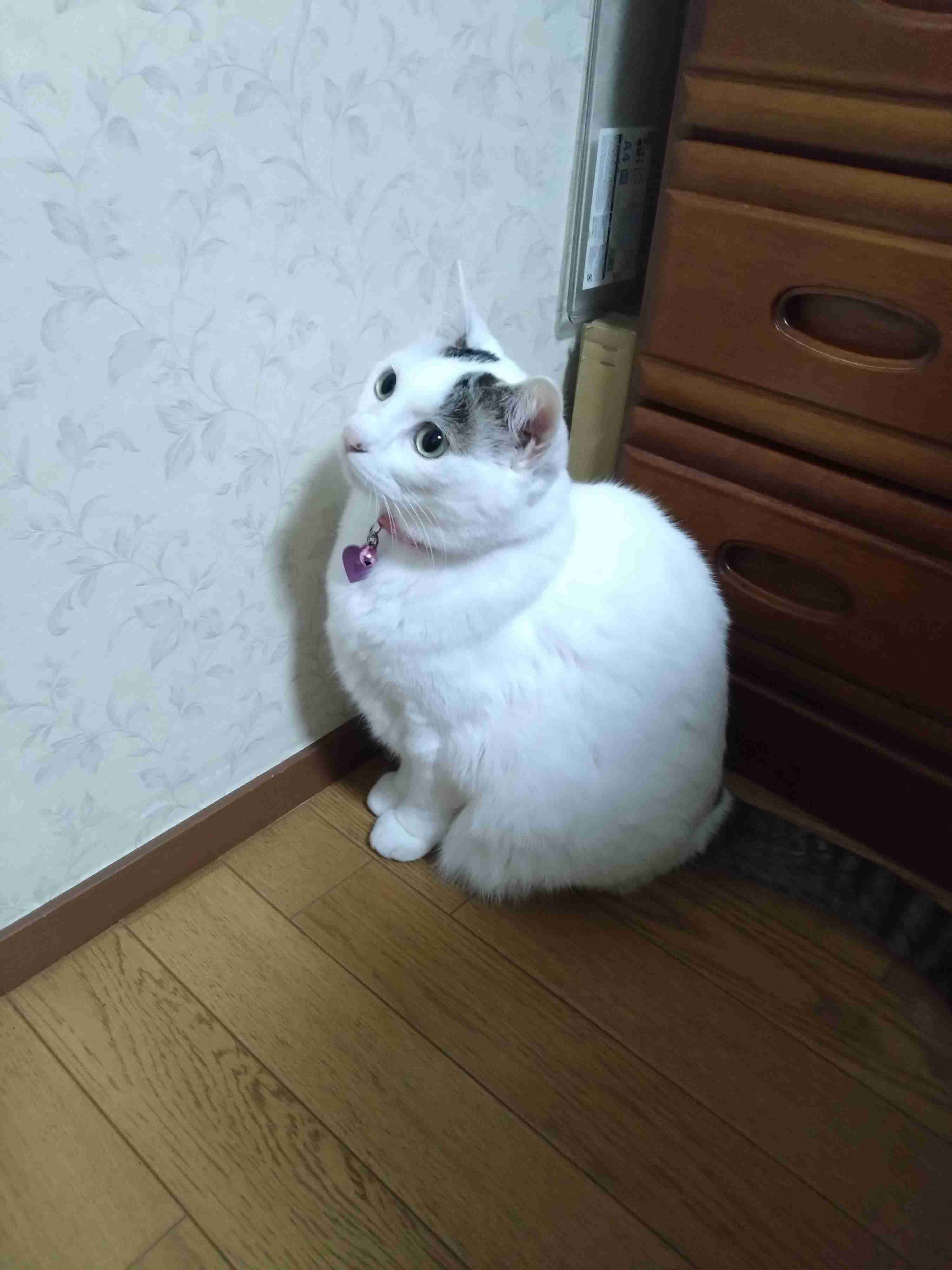 がるちゃん猫カフェ125号店開店しました♪(初めての方も大歓迎♪)