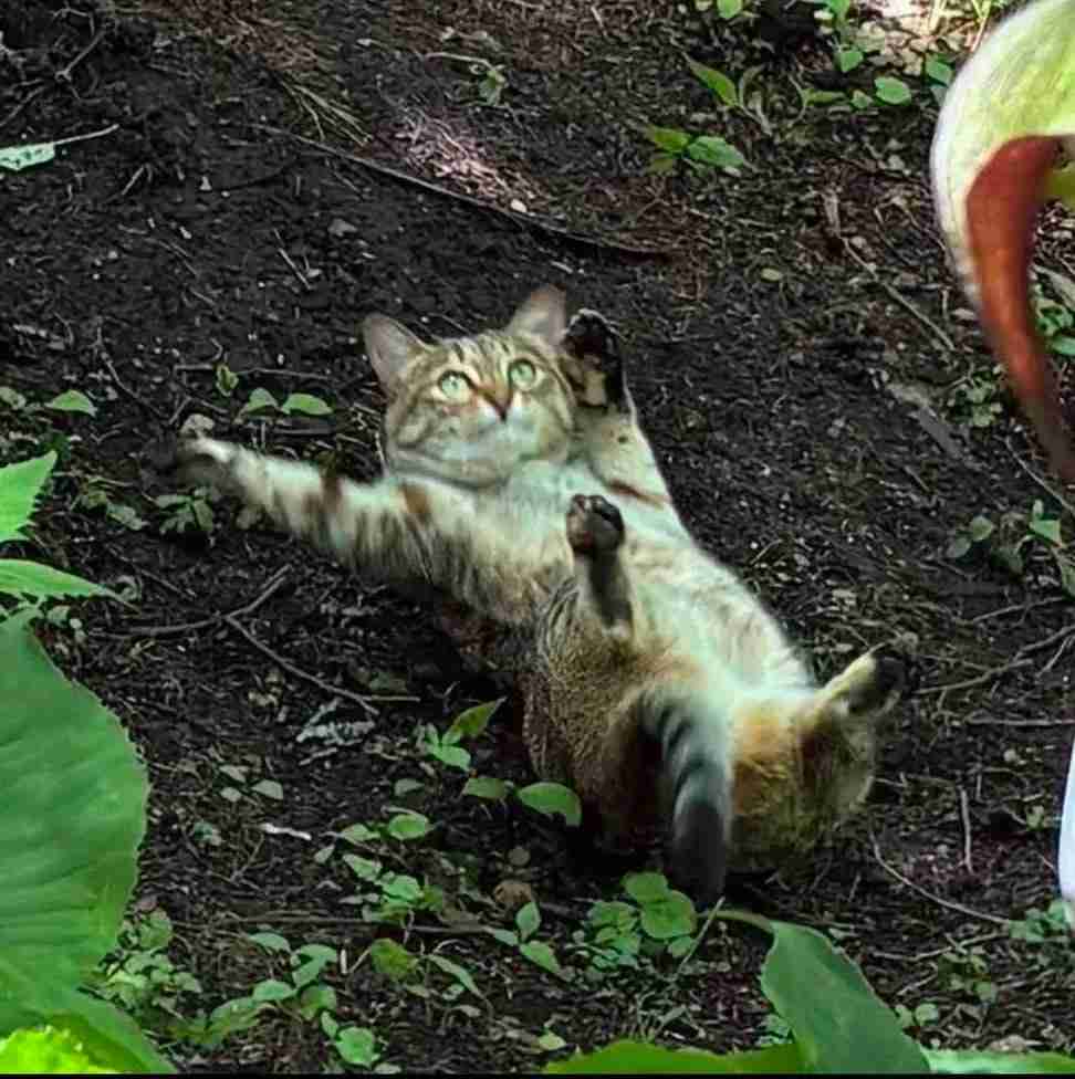 がるちゃん猫カフェ125号店開店しました♪(初めての方も大歓迎♪)