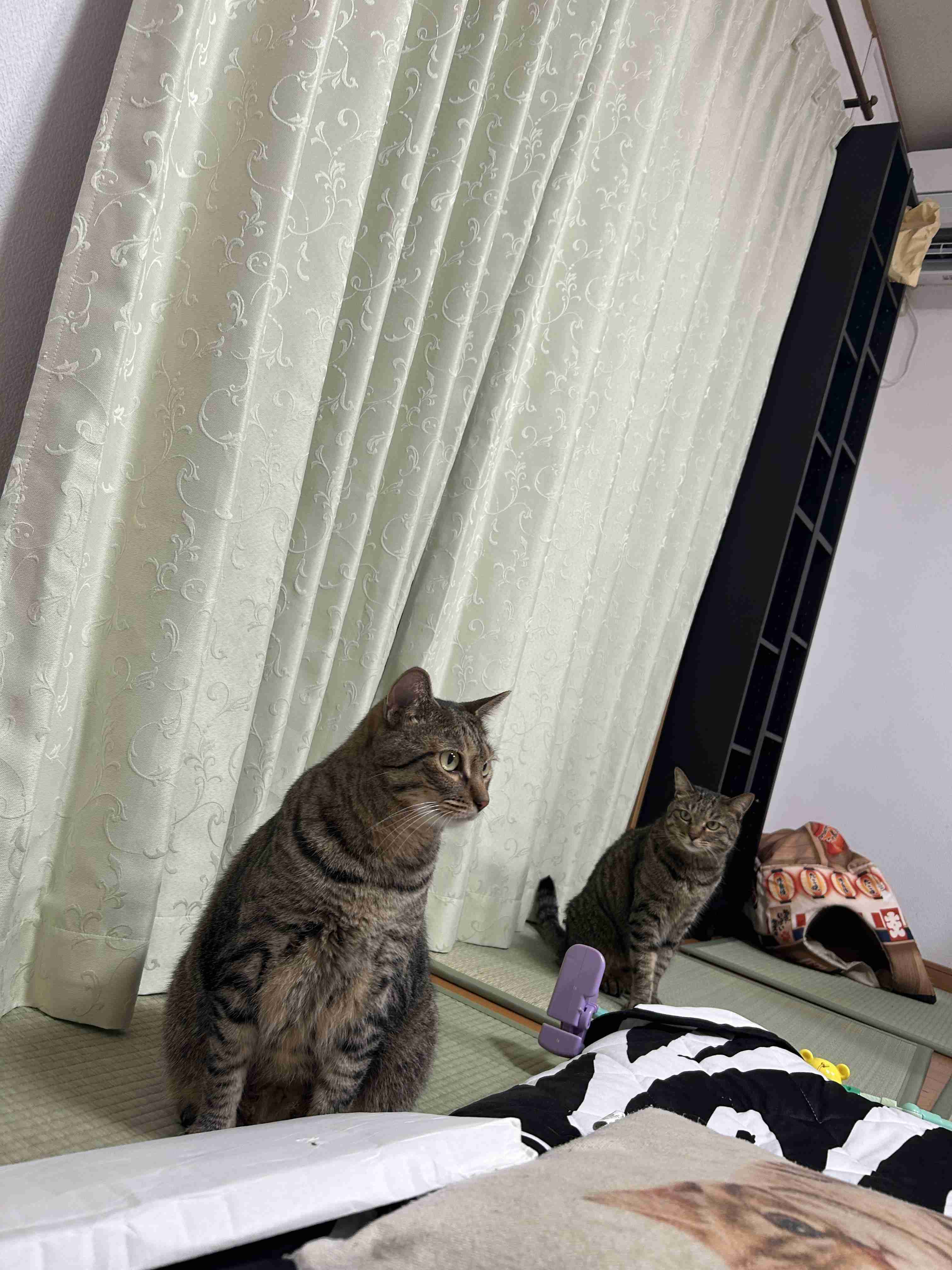 がるちゃん猫カフェ125号店開店しました♪(初めての方も大歓迎♪)