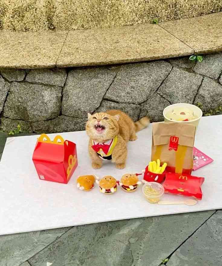 がるちゃん猫カフェ125号店開店しました♪(初めての方も大歓迎♪)