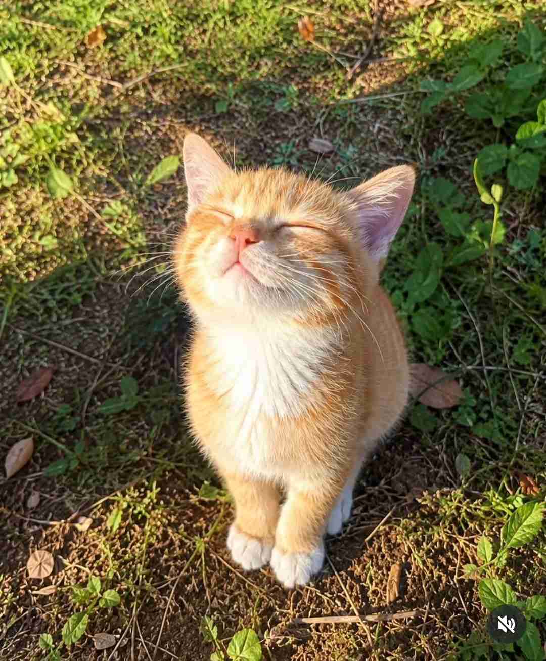 がるちゃん猫カフェ125号店開店しました♪(初めての方も大歓迎♪)