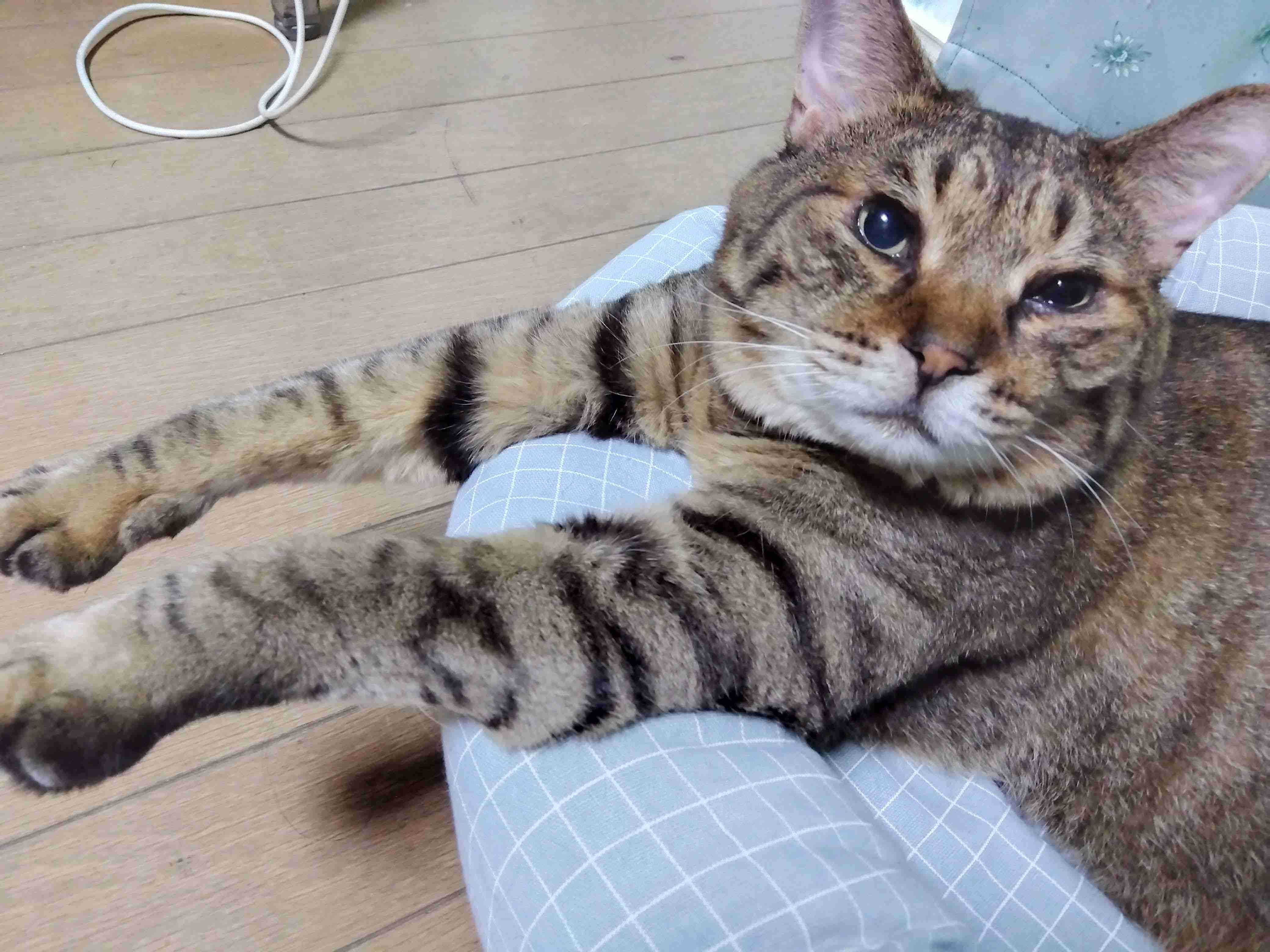 がるちゃん猫カフェ125号店開店しました♪(初めての方も大歓迎♪)