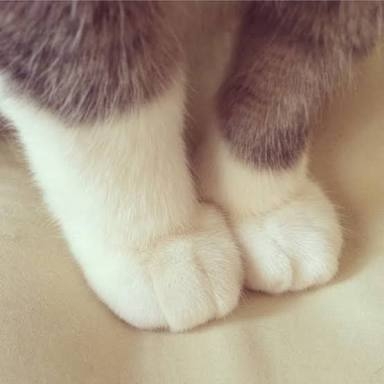 がるちゃん猫カフェ125号店開店しました♪(初めての方も大歓迎♪)