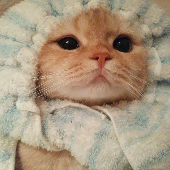がるちゃん猫カフェ125号店開店しました♪(初めての方も大歓迎♪)