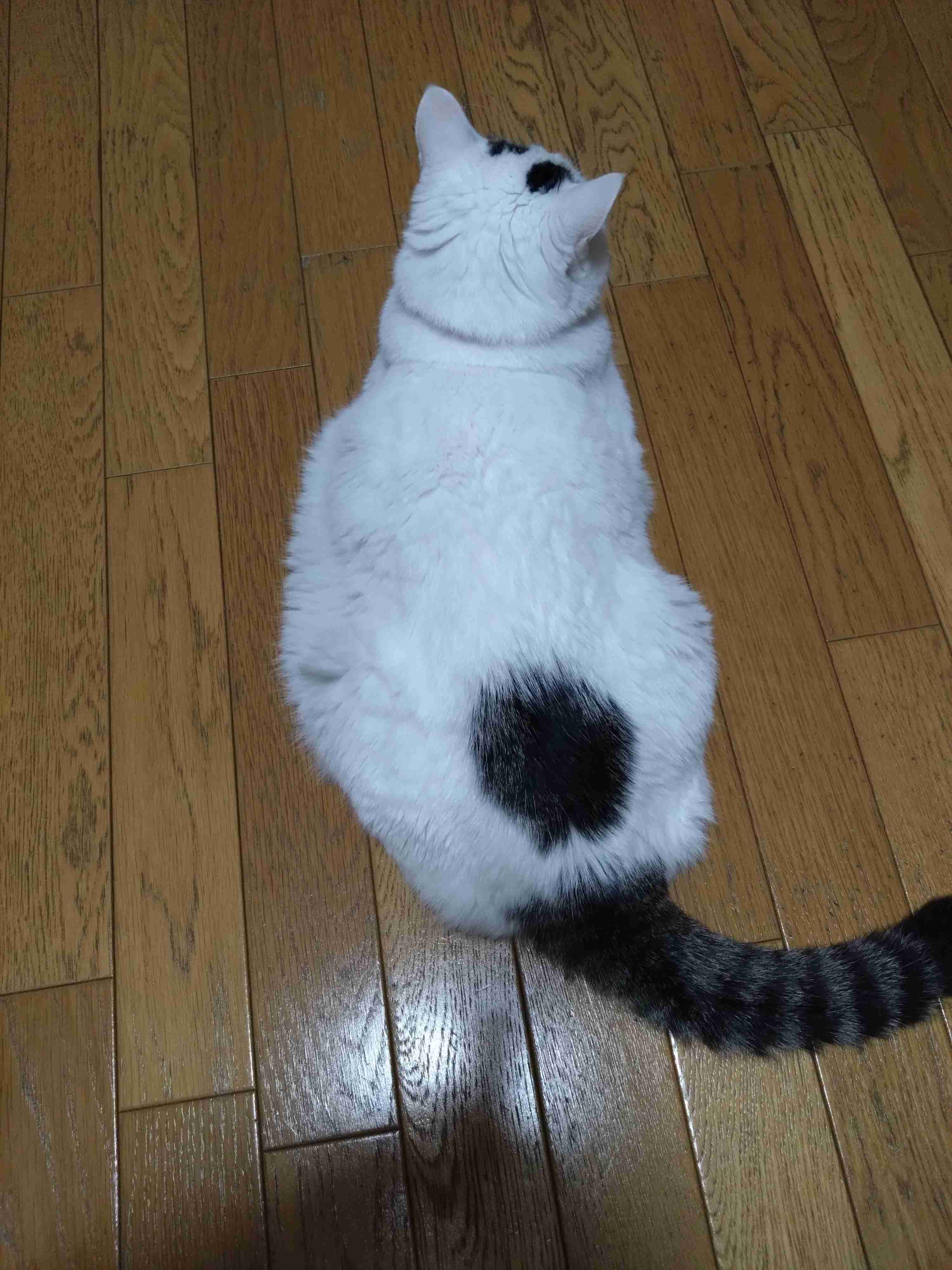 がるちゃん猫カフェ125号店開店しました♪(初めての方も大歓迎♪)