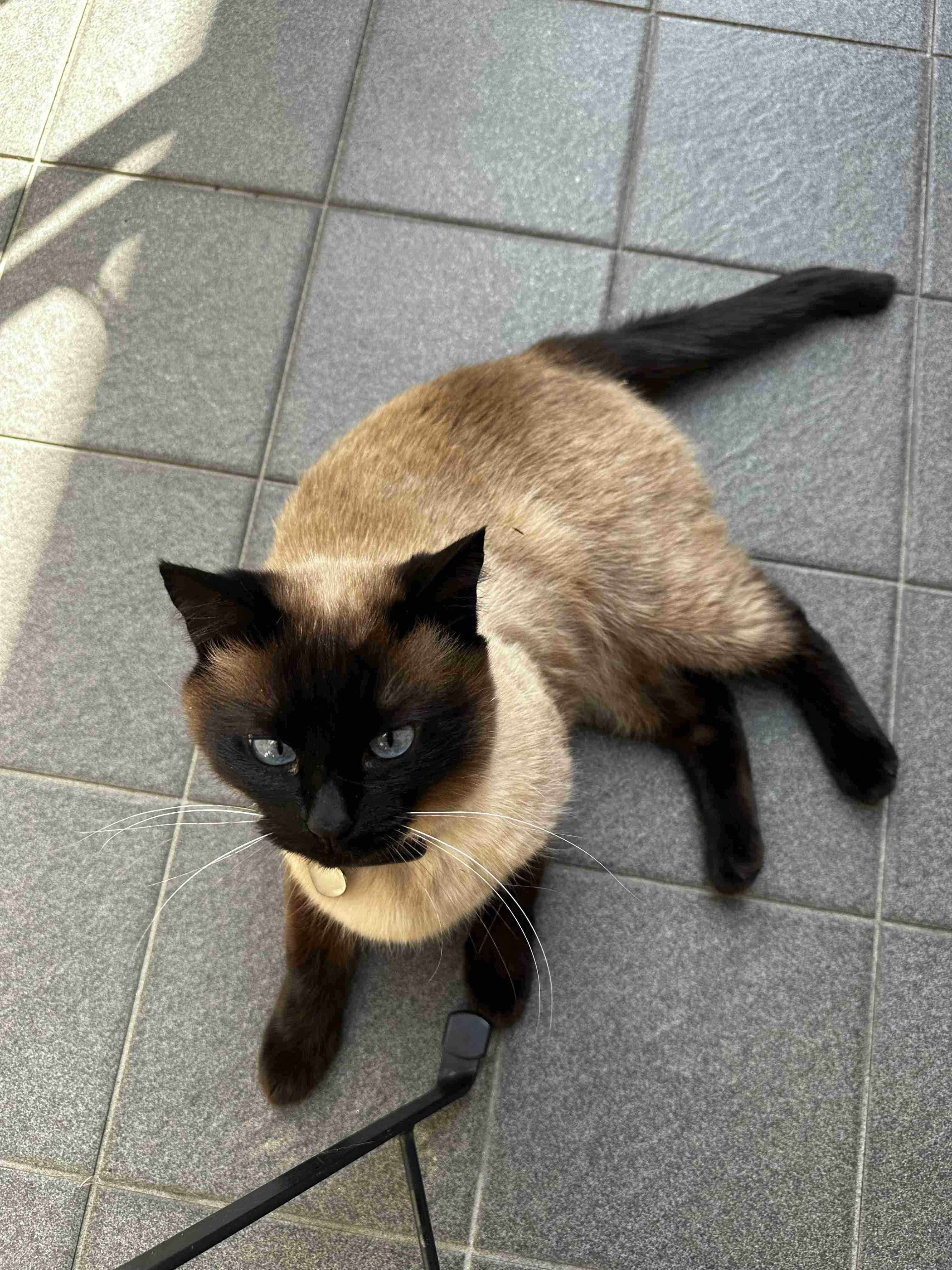 がるちゃん猫カフェ125号店開店しました♪(初めての方も大歓迎♪)