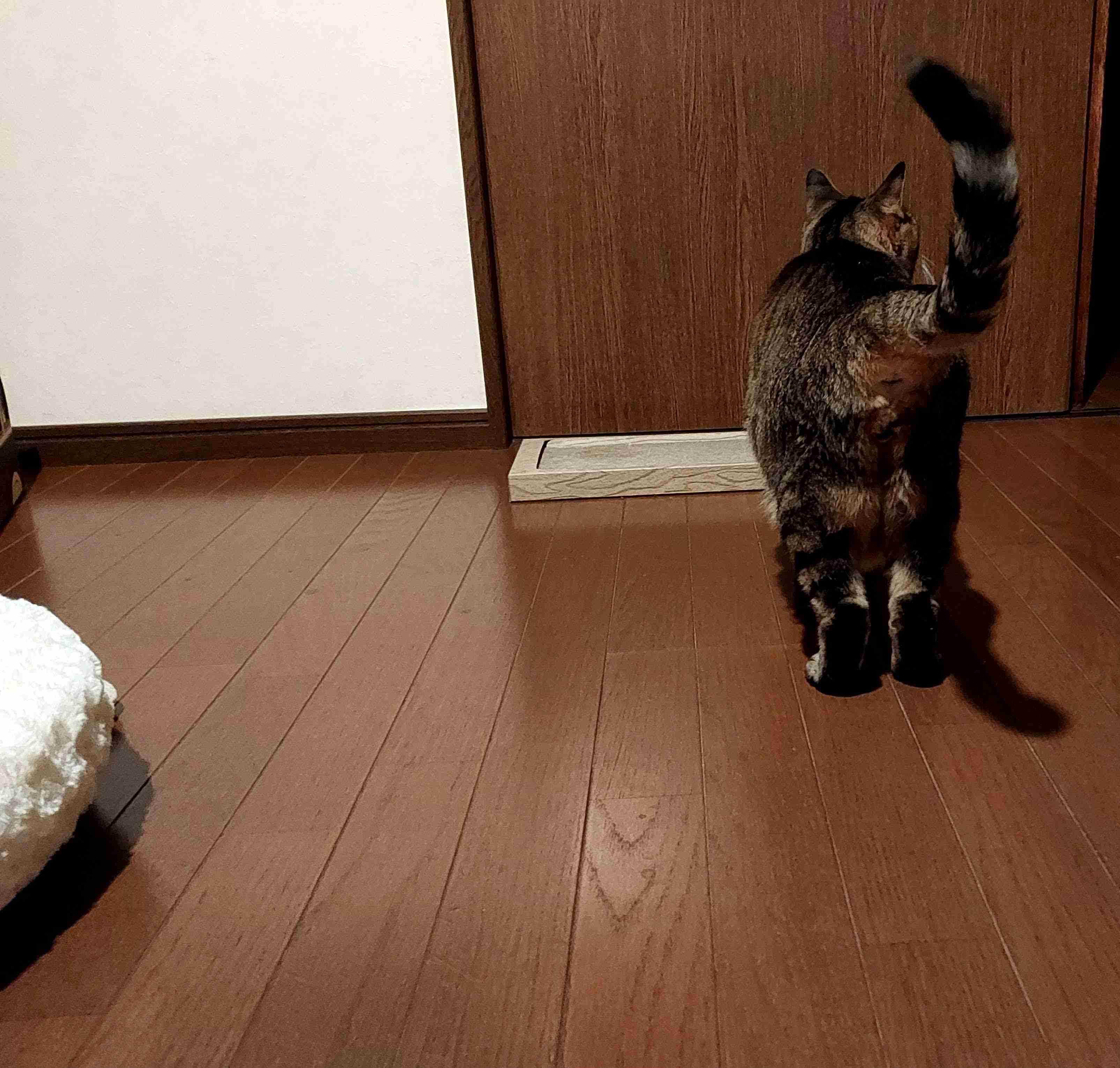 がるちゃん猫カフェ125号店開店しました♪(初めての方も大歓迎♪)
