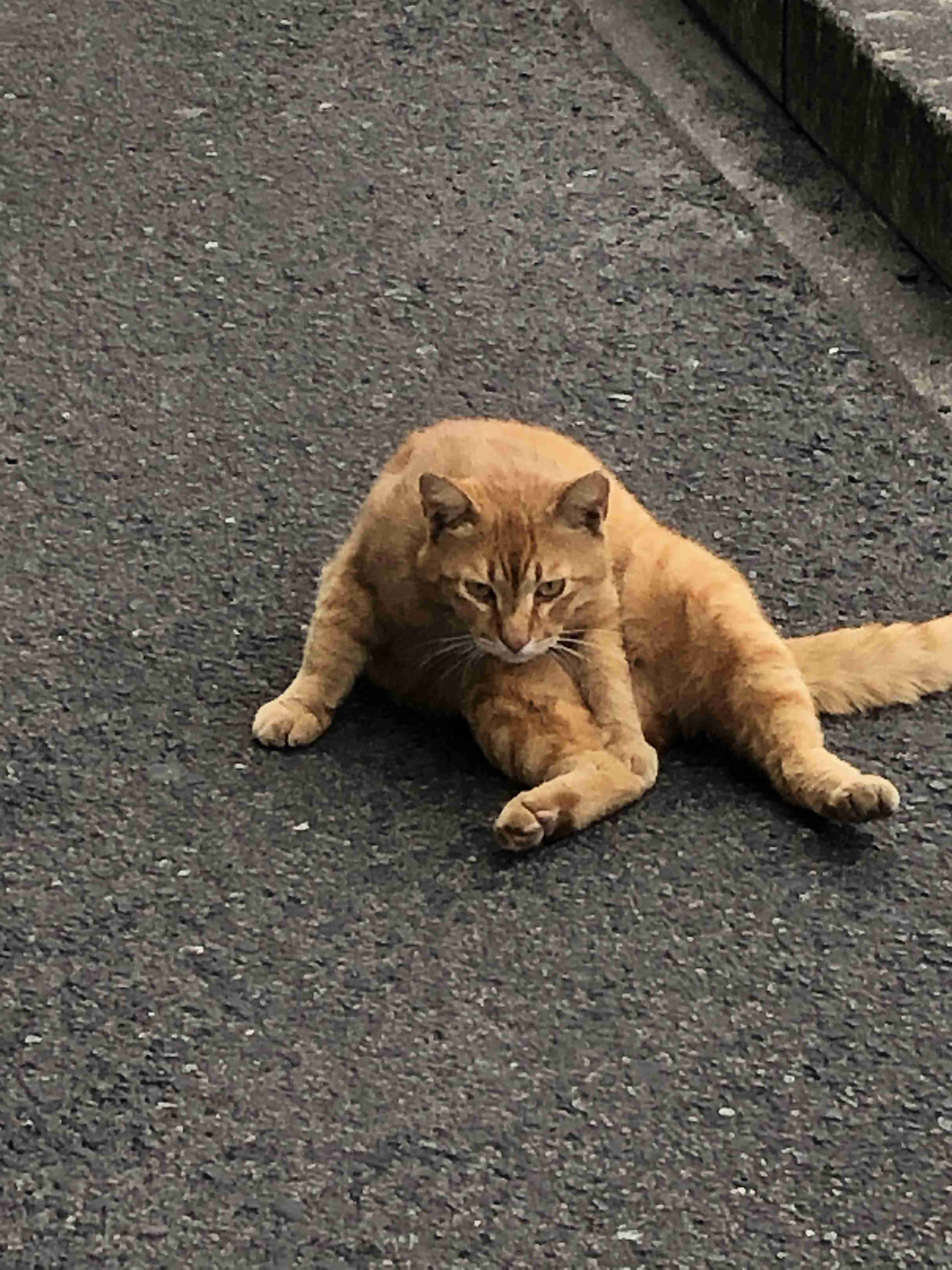がるちゃん猫カフェ125号店開店しました♪(初めての方も大歓迎♪)