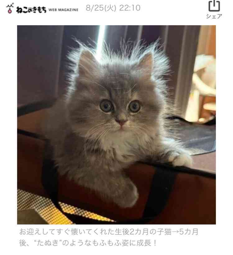 がるちゃん猫カフェ125号店開店しました♪(初めての方も大歓迎♪)