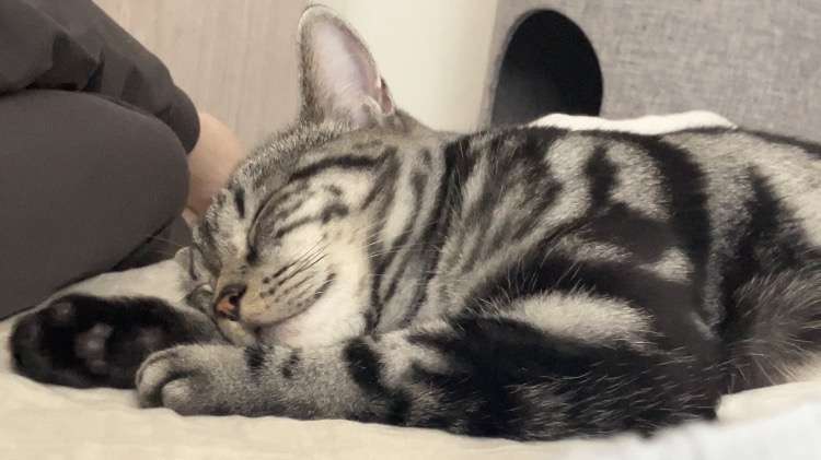 がるちゃん猫カフェ125号店開店しました♪(初めての方も大歓迎♪)