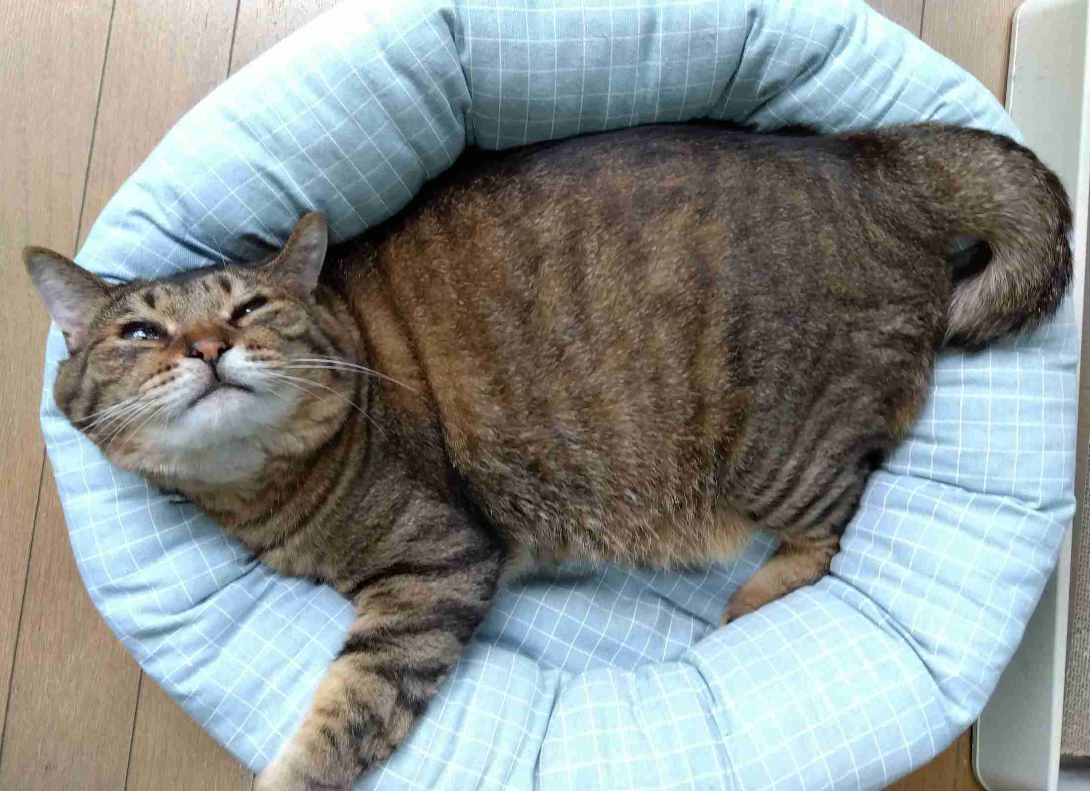 がるちゃん猫カフェ125号店開店しました♪(初めての方も大歓迎♪)