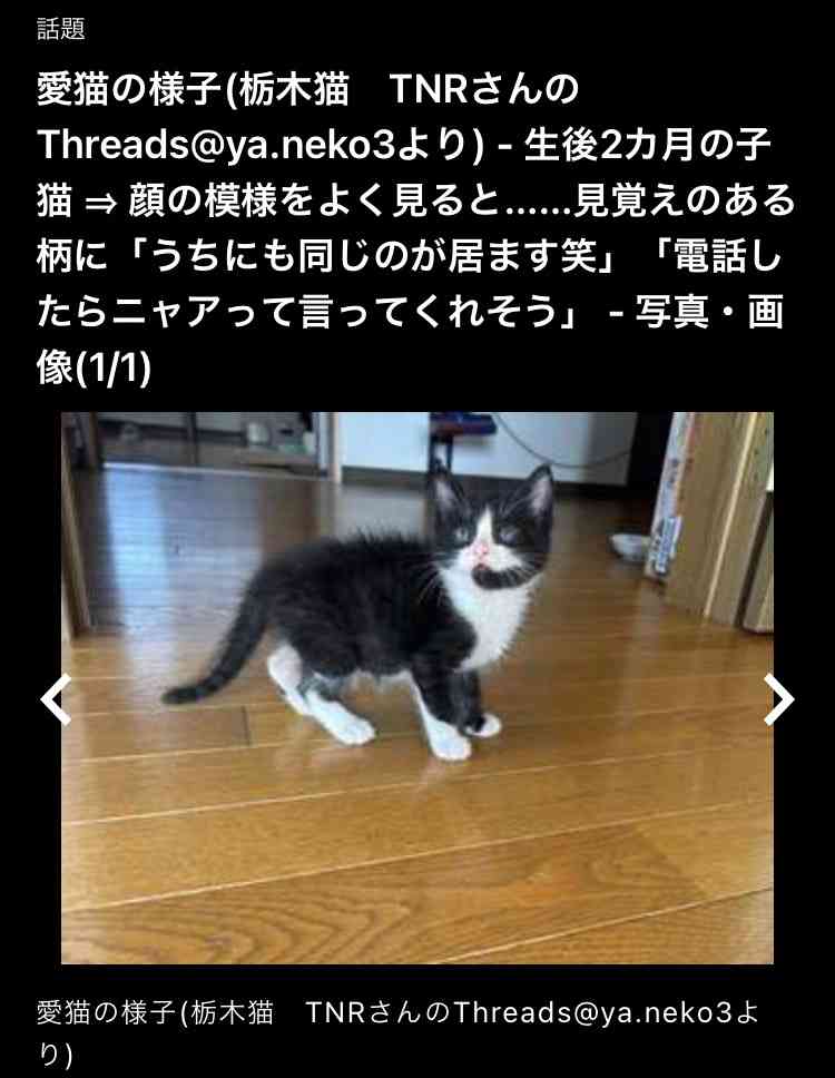 がるちゃん猫カフェ125号店開店しました♪(初めての方も大歓迎♪)