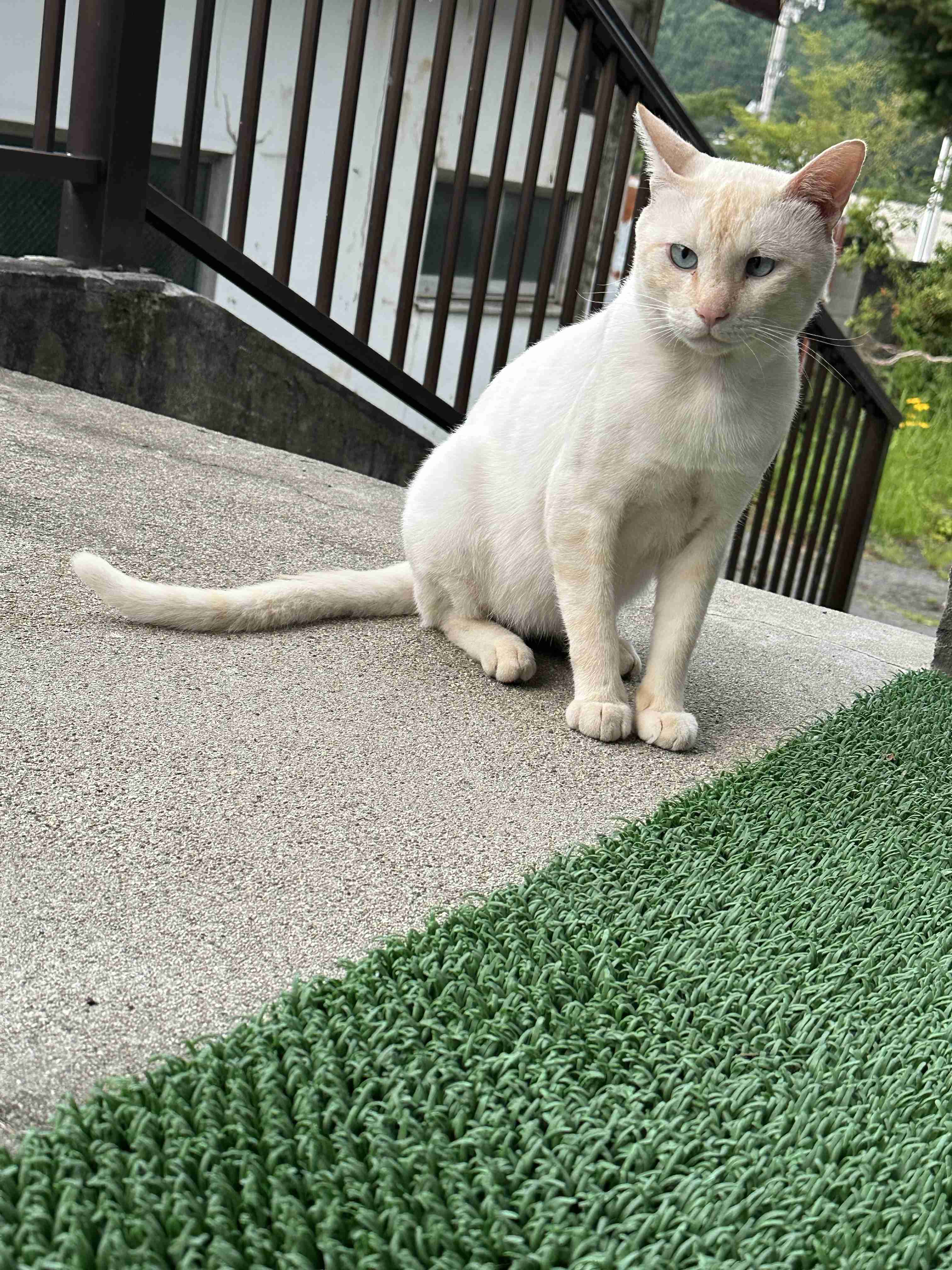 がるちゃん猫カフェ125号店開店しました♪(初めての方も大歓迎♪)