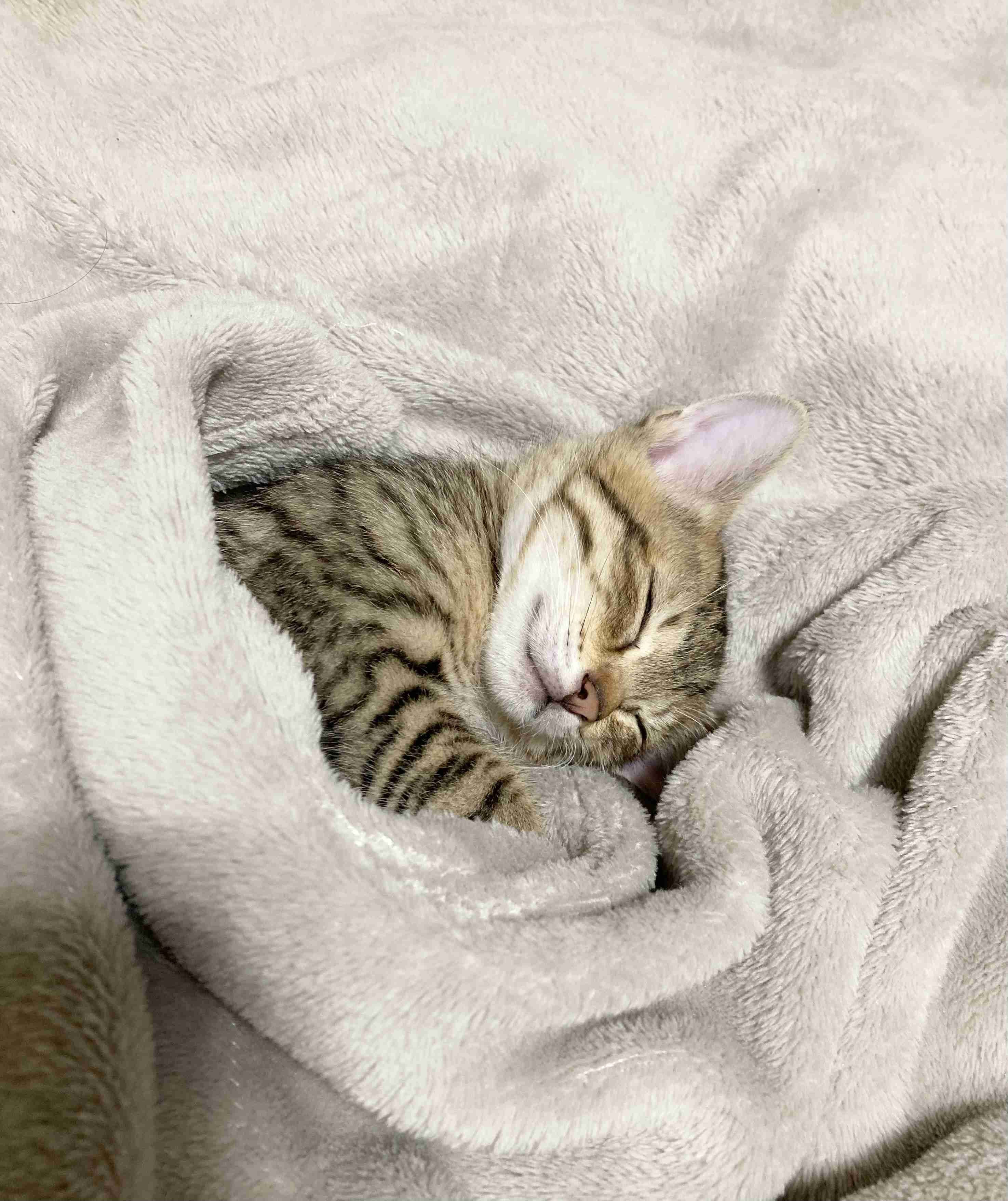 がるちゃん猫カフェ125号店開店しました♪(初めての方も大歓迎♪)