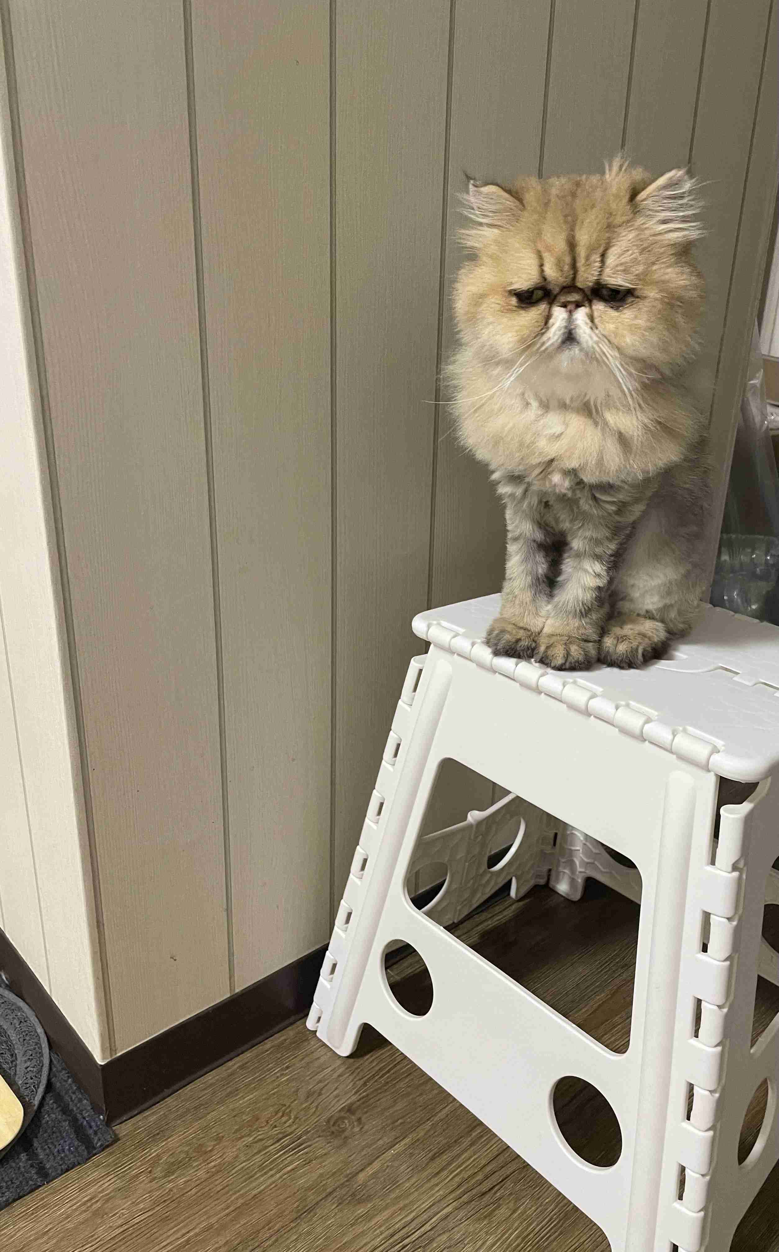 がるちゃん猫カフェ125号店開店しました♪(初めての方も大歓迎♪)