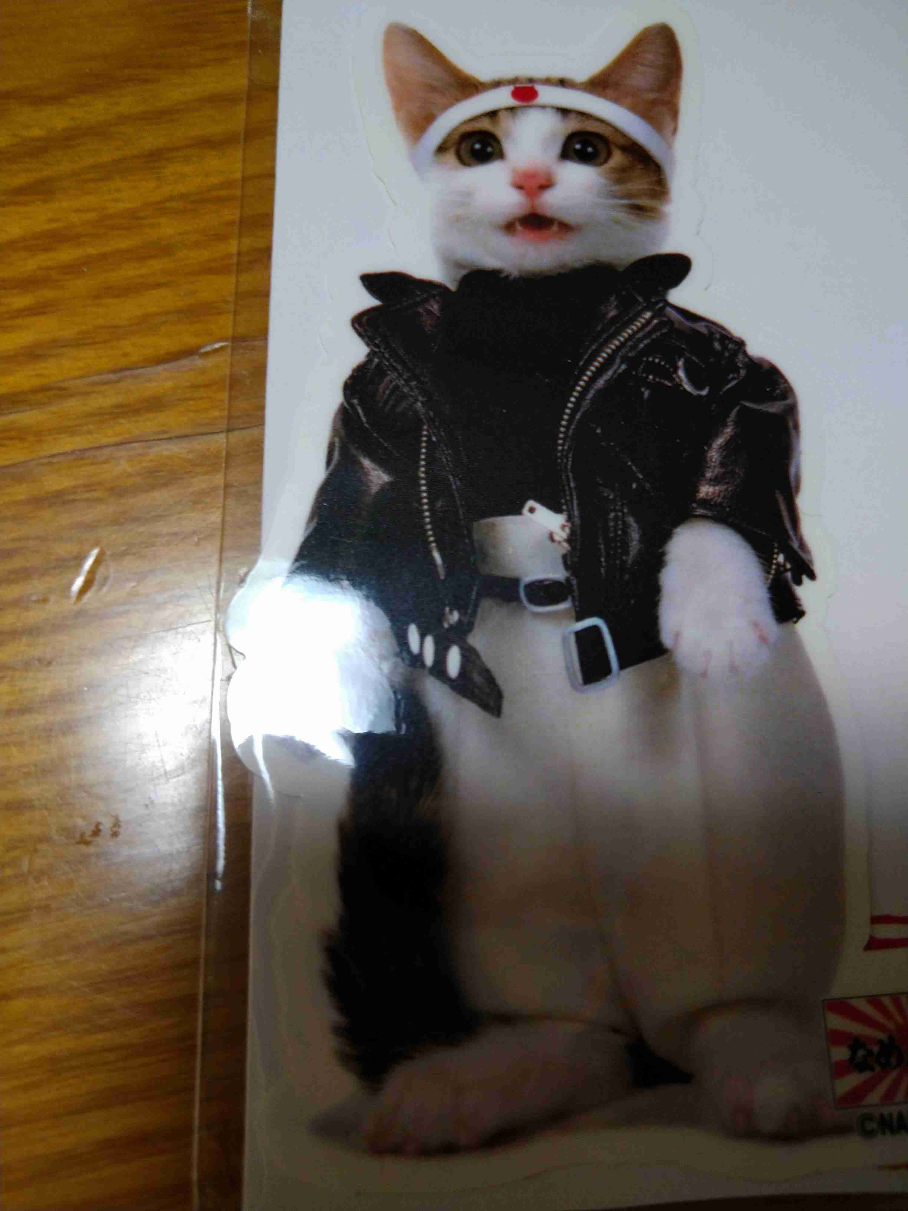 がるちゃん猫カフェ125号店開店しました♪(初めての方も大歓迎♪)