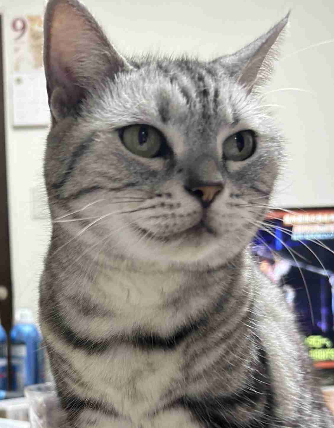 がるちゃん猫カフェ125号店開店しました♪(初めての方も大歓迎♪)