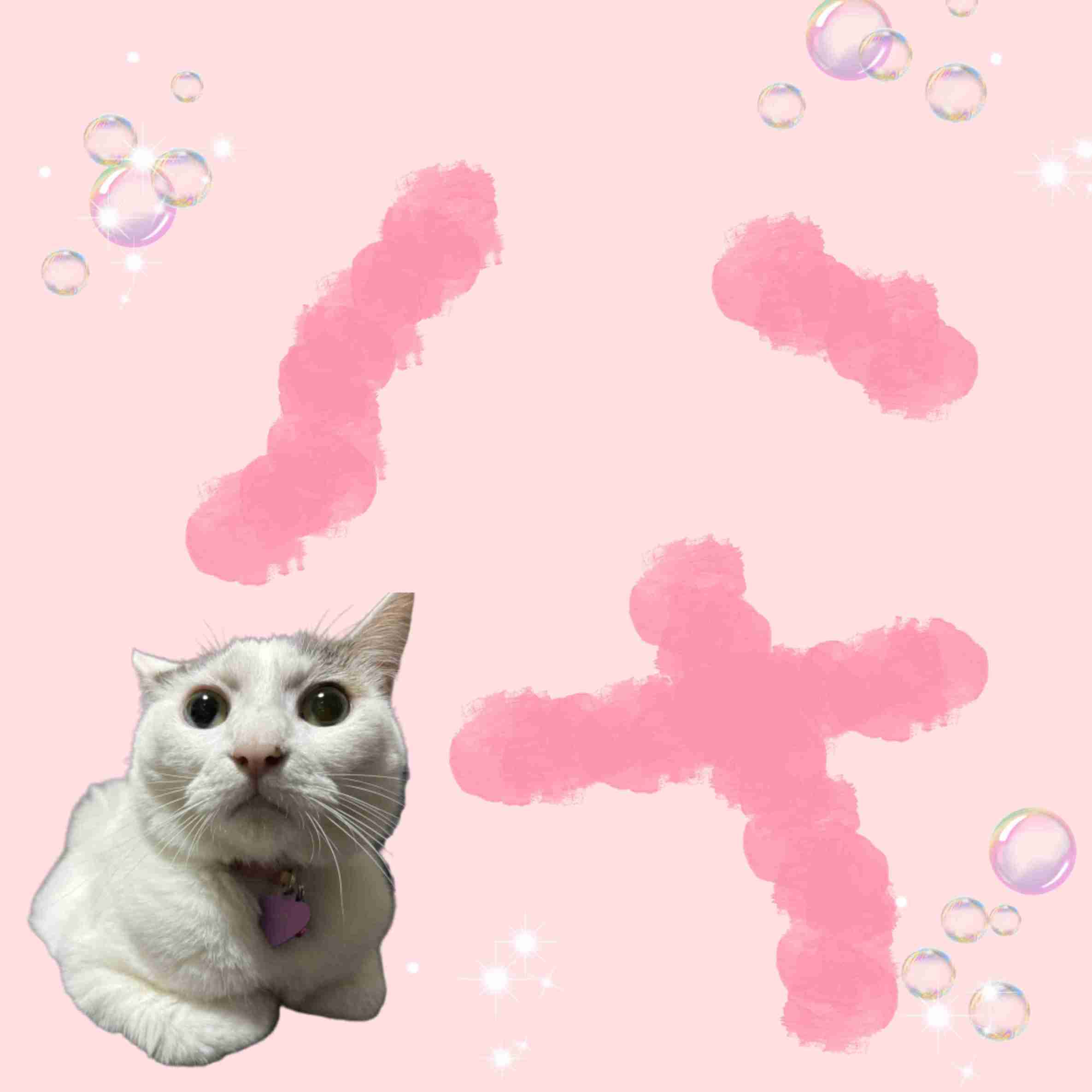 がるちゃん猫カフェ125号店開店しました♪(初めての方も大歓迎♪)