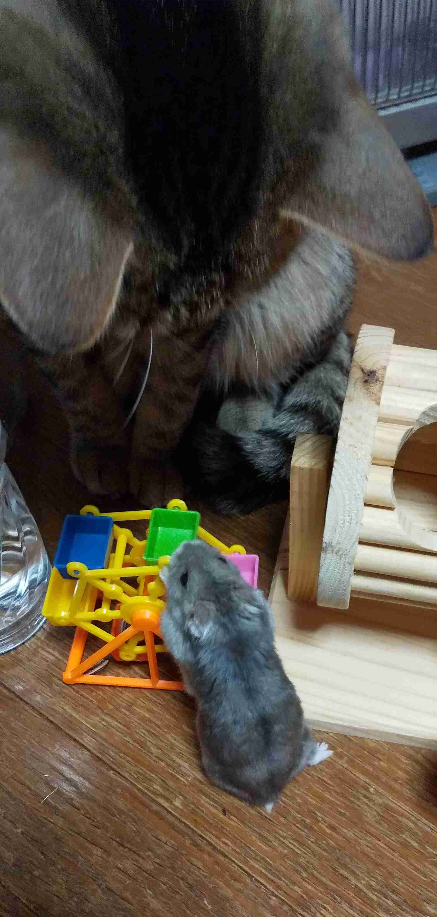 がるちゃん猫カフェ125号店開店しました♪(初めての方も大歓迎♪)