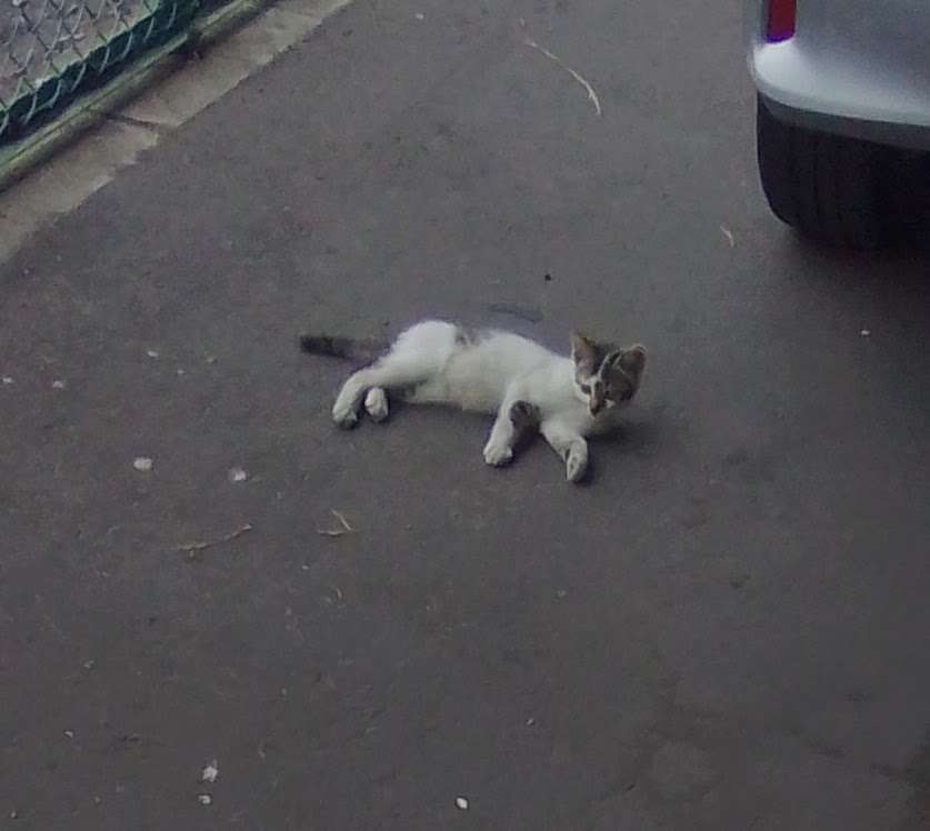 がるちゃん猫カフェ125号店開店しました♪(初めての方も大歓迎♪)