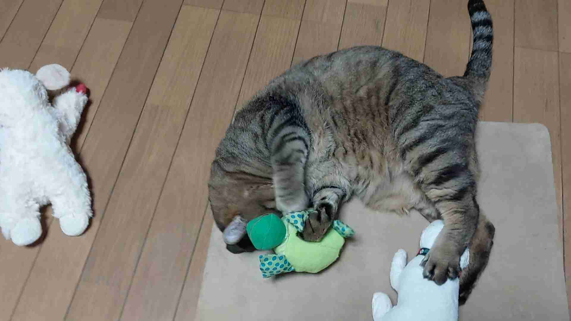 がるちゃん猫カフェ125号店開店しました♪(初めての方も大歓迎♪)