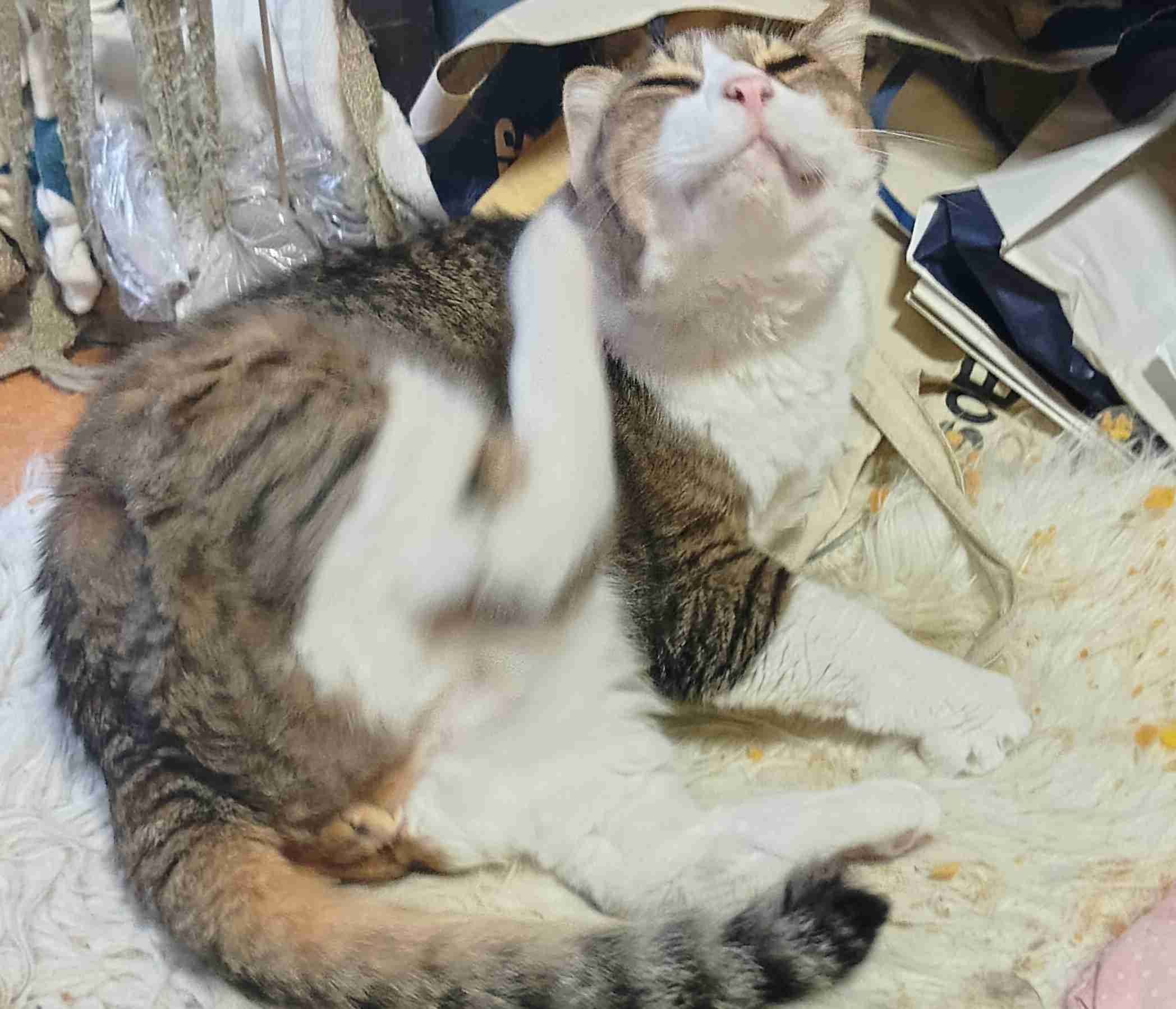 がるちゃん猫カフェ125号店開店しました♪(初めての方も大歓迎♪)