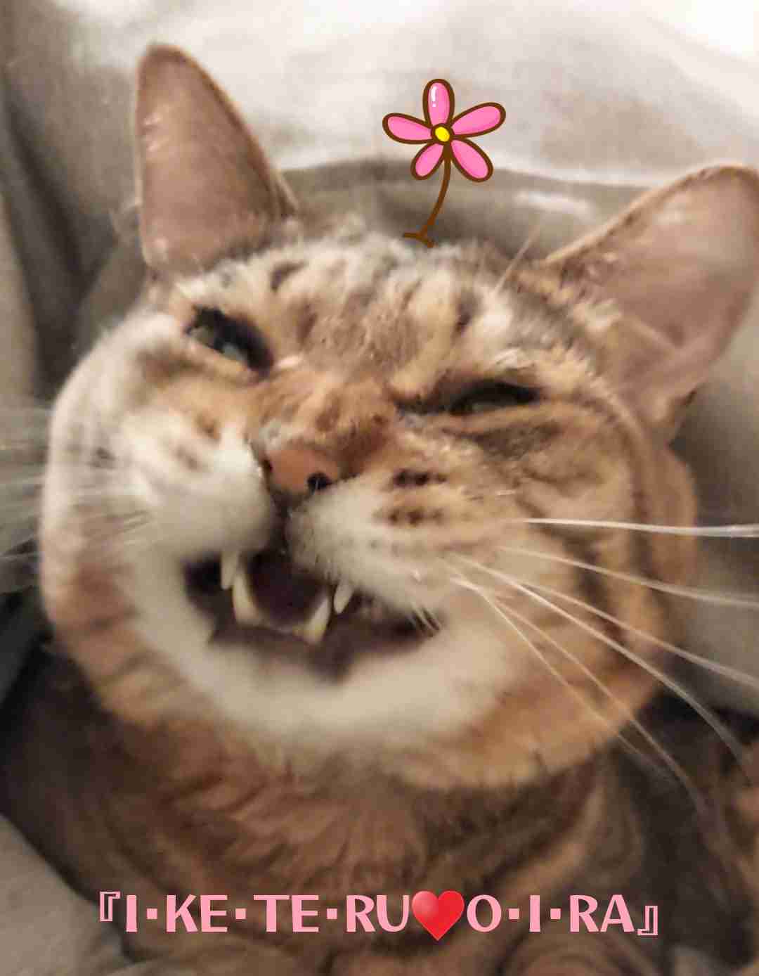 がるちゃん猫カフェ125号店開店しました♪(初めての方も大歓迎♪)