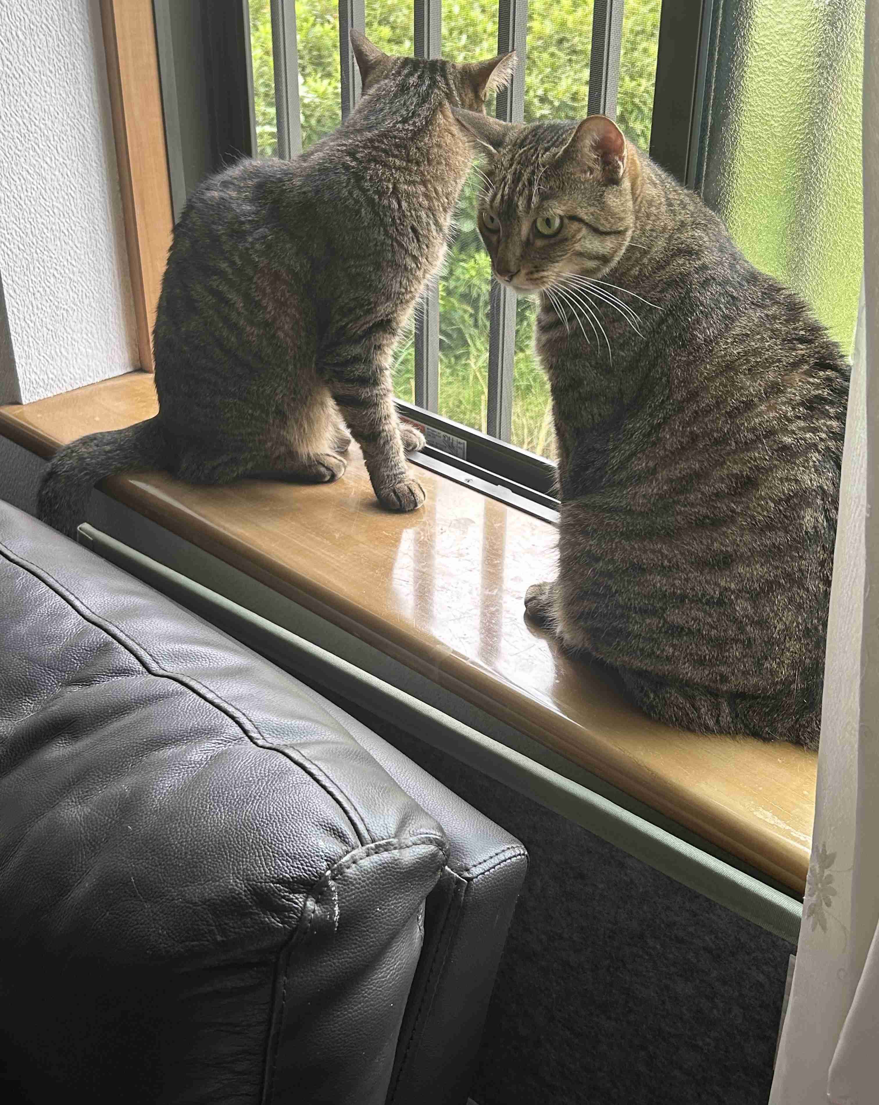 がるちゃん猫カフェ125号店開店しました♪(初めての方も大歓迎♪)
