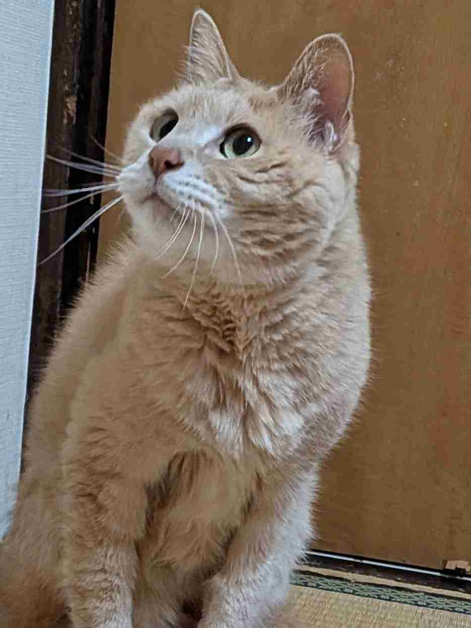 がるちゃん猫カフェ125号店開店しました♪(初めての方も大歓迎♪)
