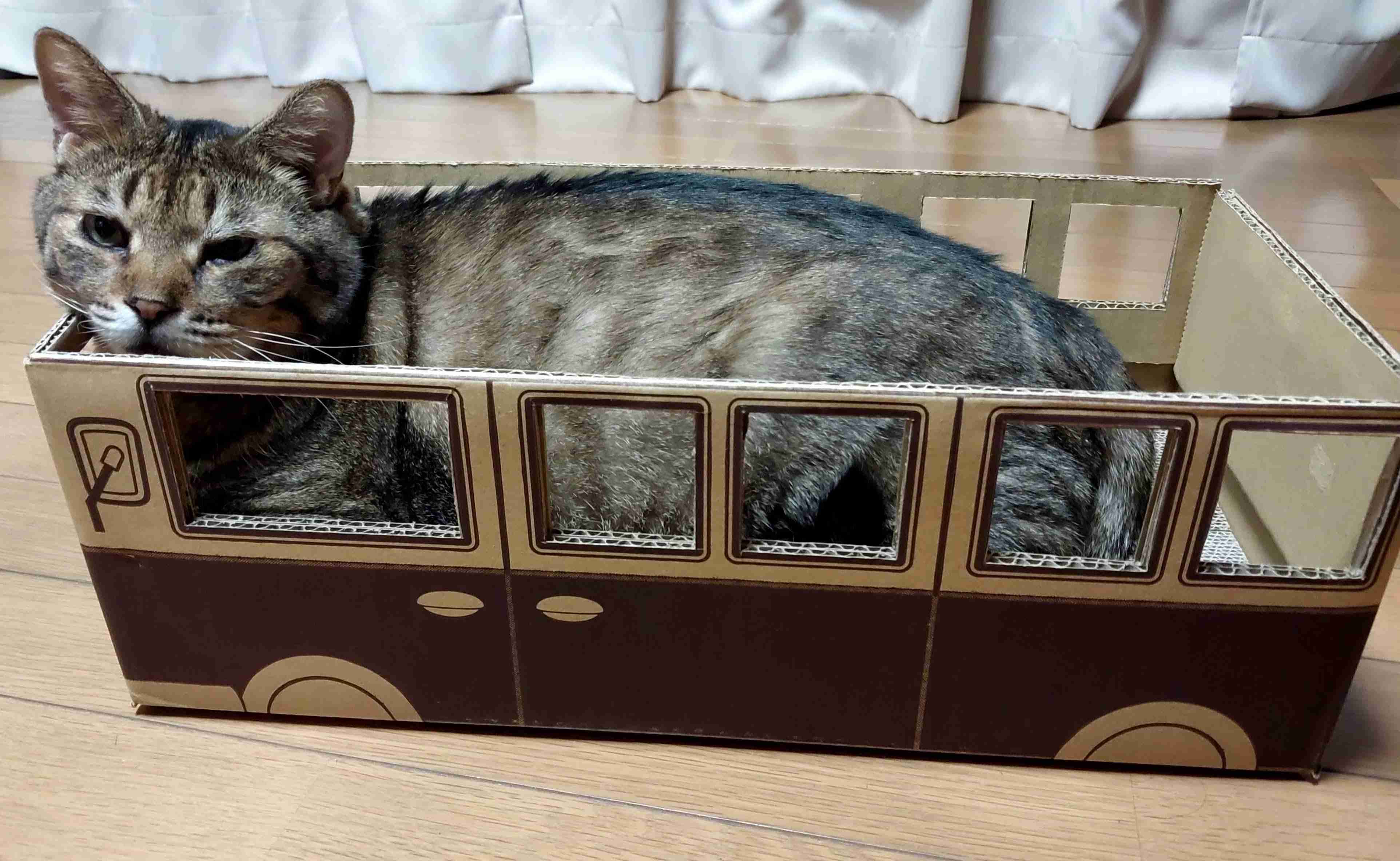 がるちゃん猫カフェ125号店開店しました♪(初めての方も大歓迎♪)