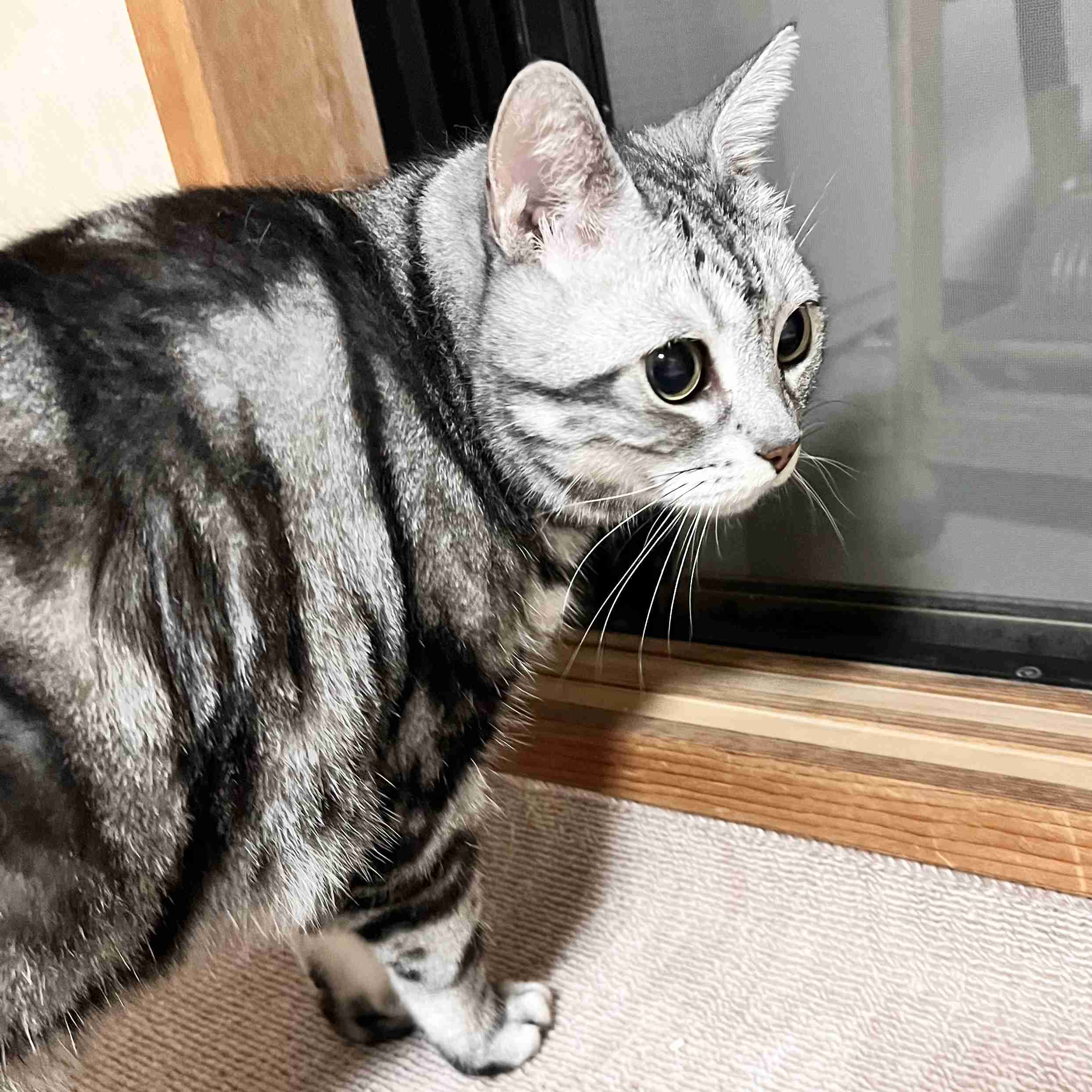がるちゃん猫カフェ125号店開店しました♪(初めての方も大歓迎♪)